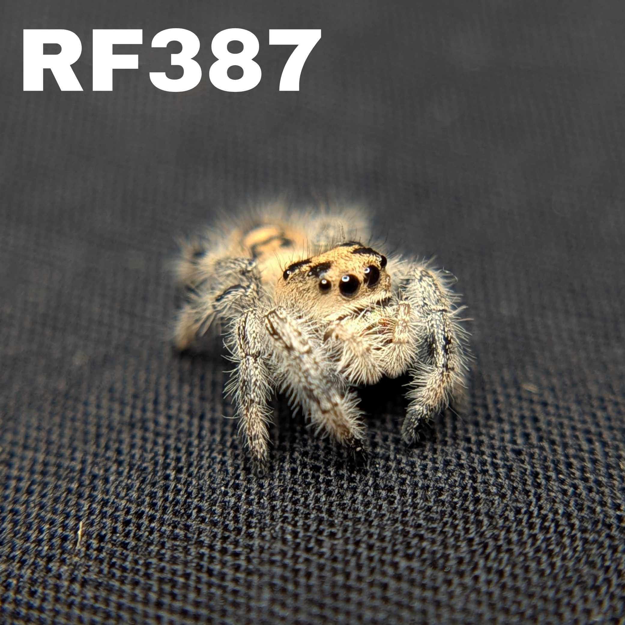 Regal Jumping Spider "Vanilla Bean”