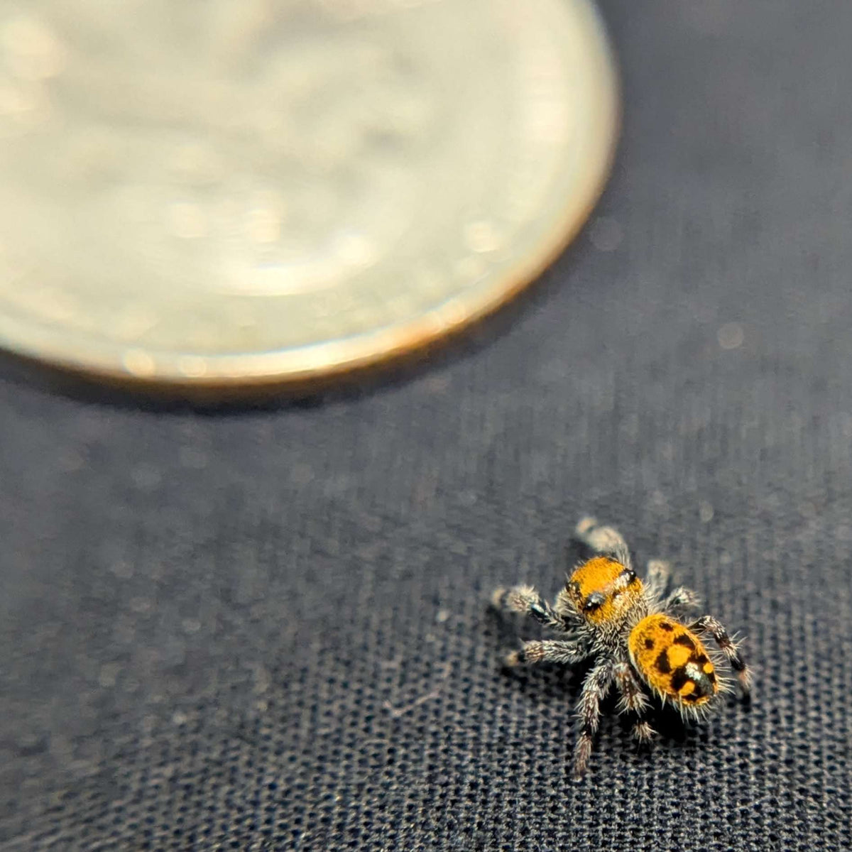 Regal Jumping Spider "Nutmeg"
