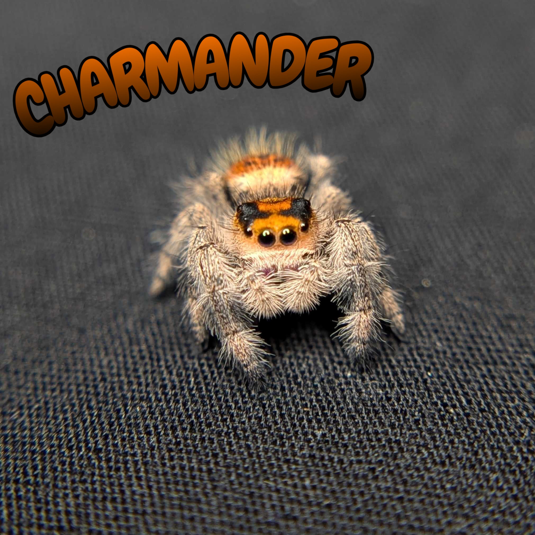 Regal Jumping Spider "Charmander"