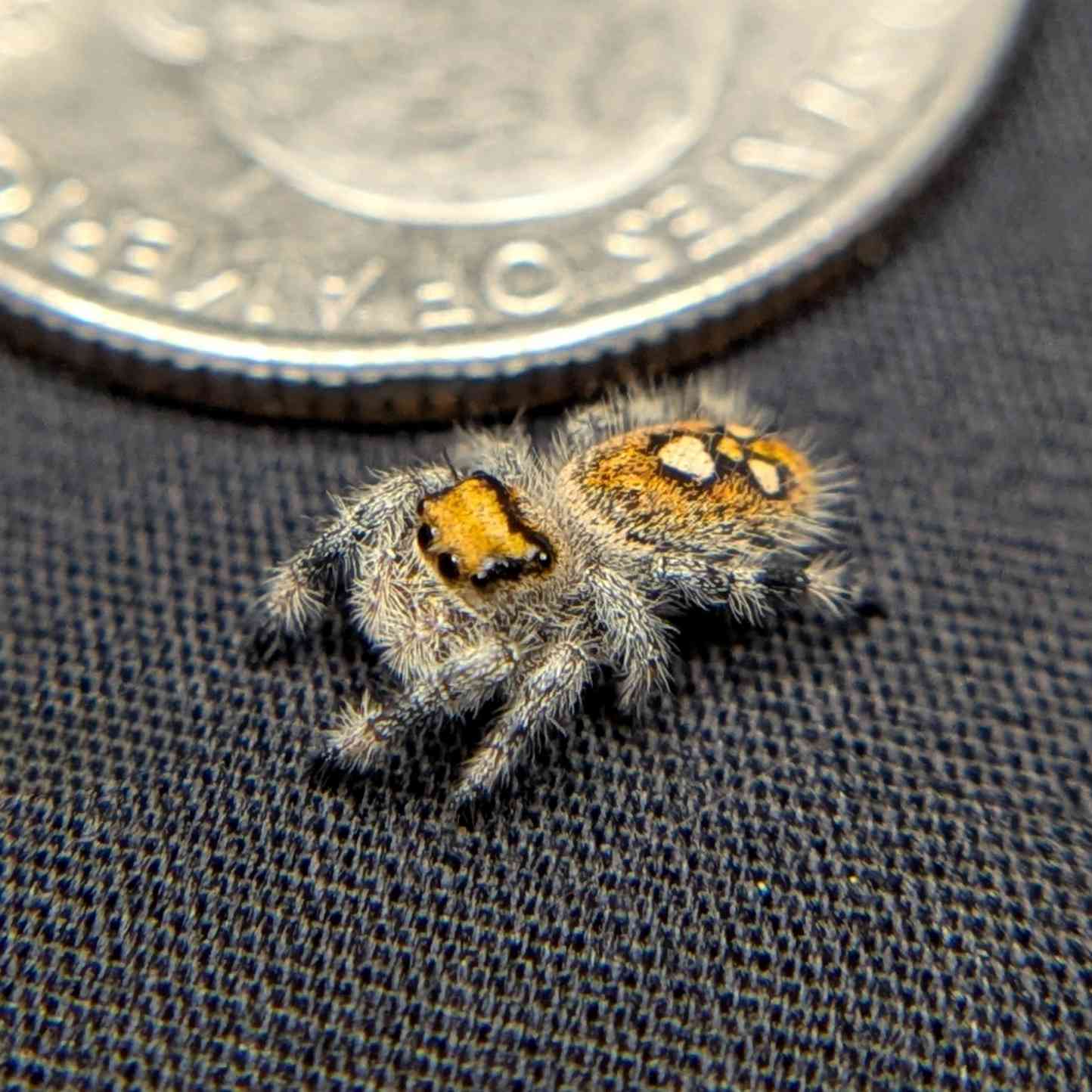 Regal Jumping Spider "Sunflower"