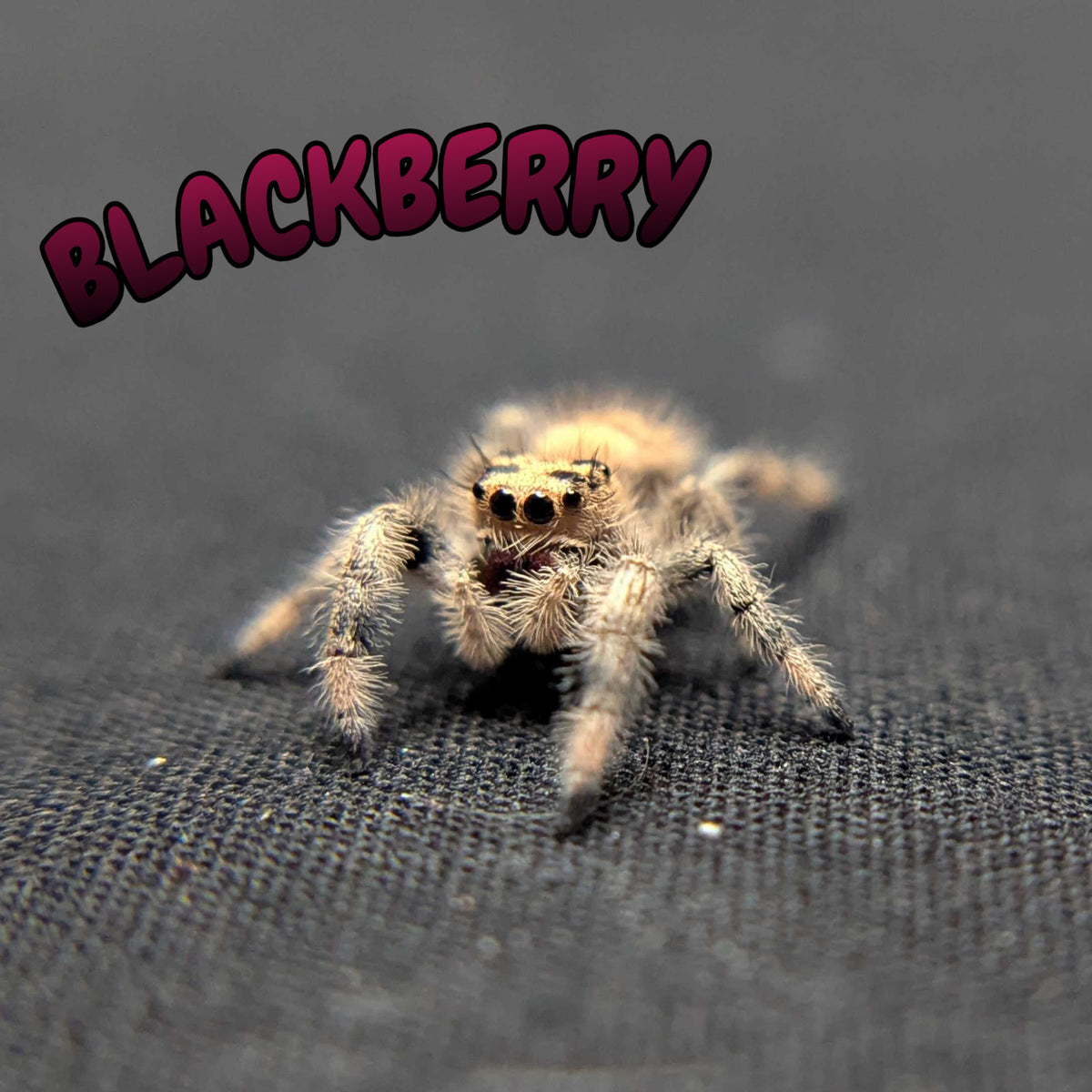 Regal Jumping Spider "BlackBerry"