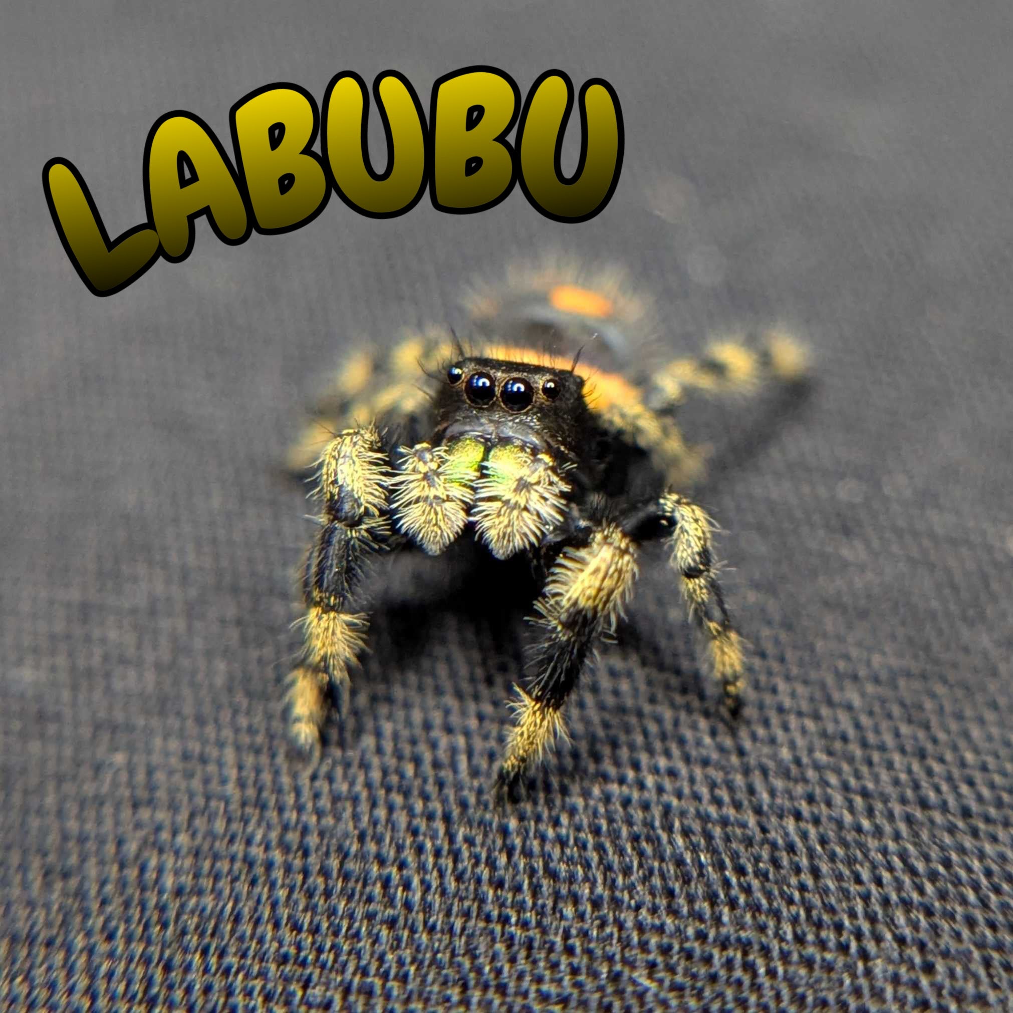 Regal Jumping Spider "Labubu"