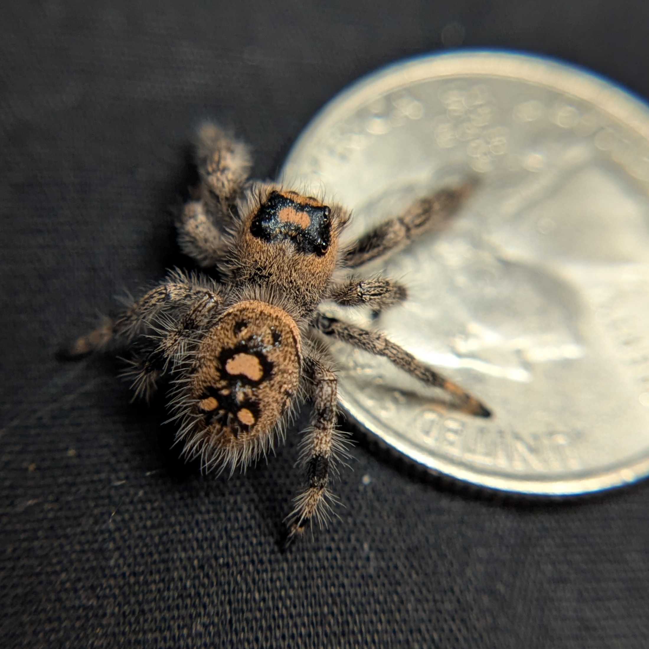 Regal Jumping Spider "Pocus"