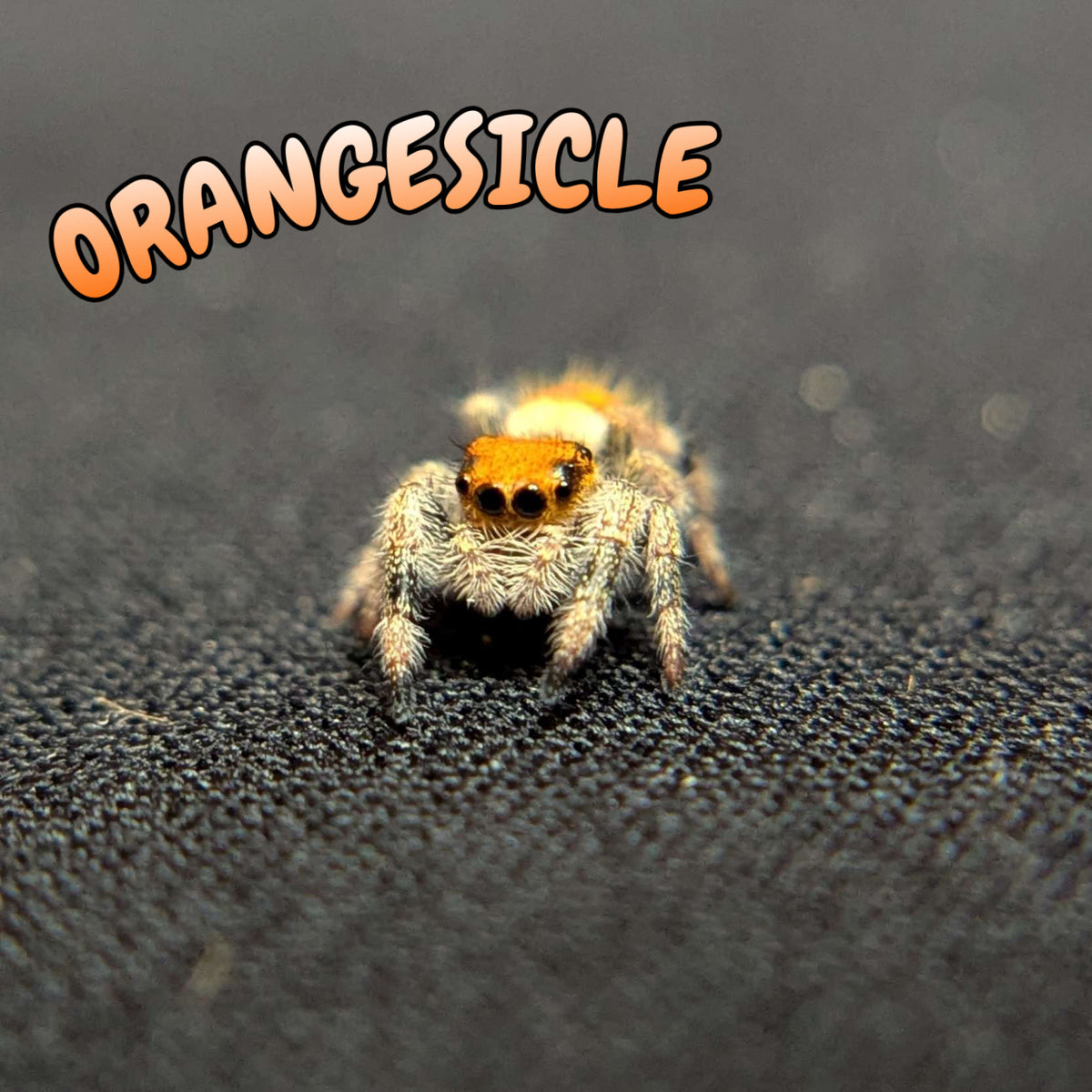 Regal Jumping Spider “Orangesicle”