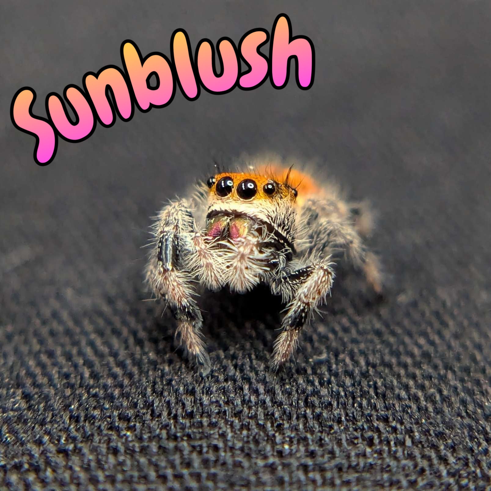 Female Regal Jumping Spider Sunblush