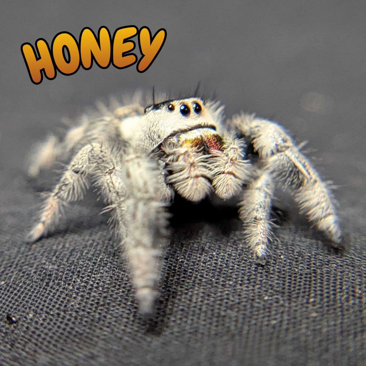 Regal Jumping Spider "Honey"