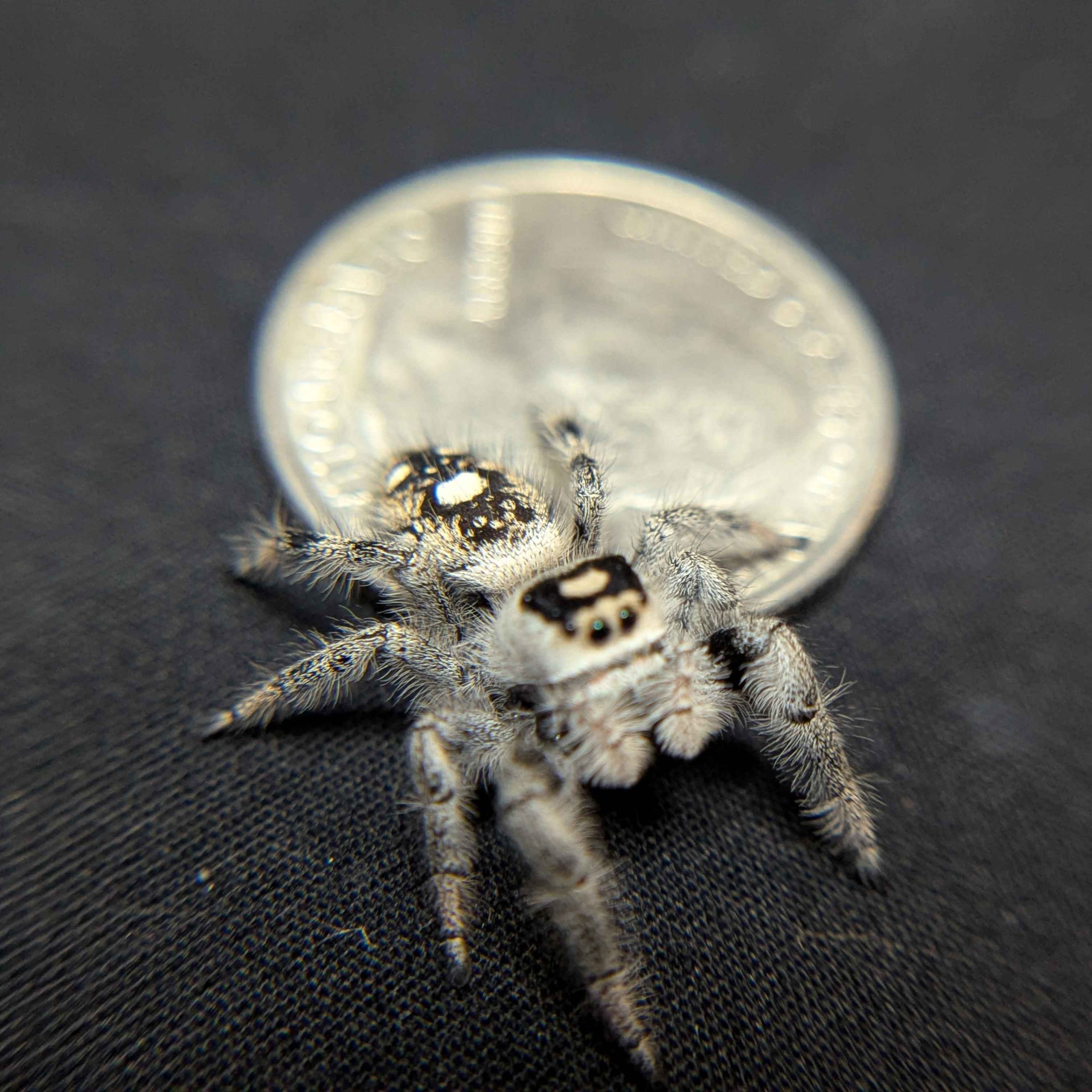 Regal Jumping Spider "Amethyst"