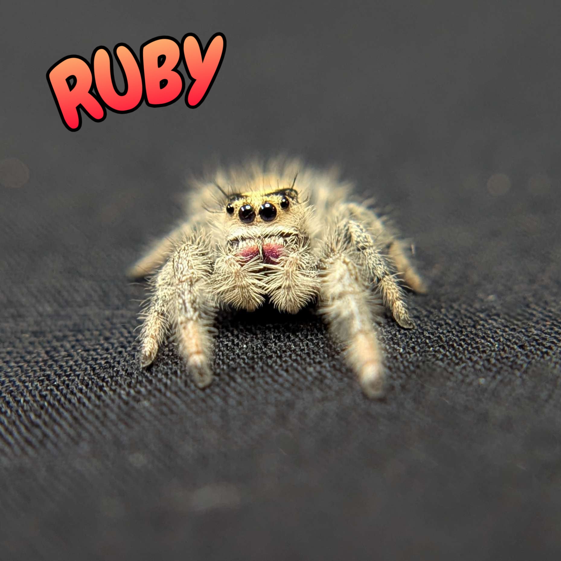 Regal Jumping Spider "Ruby"