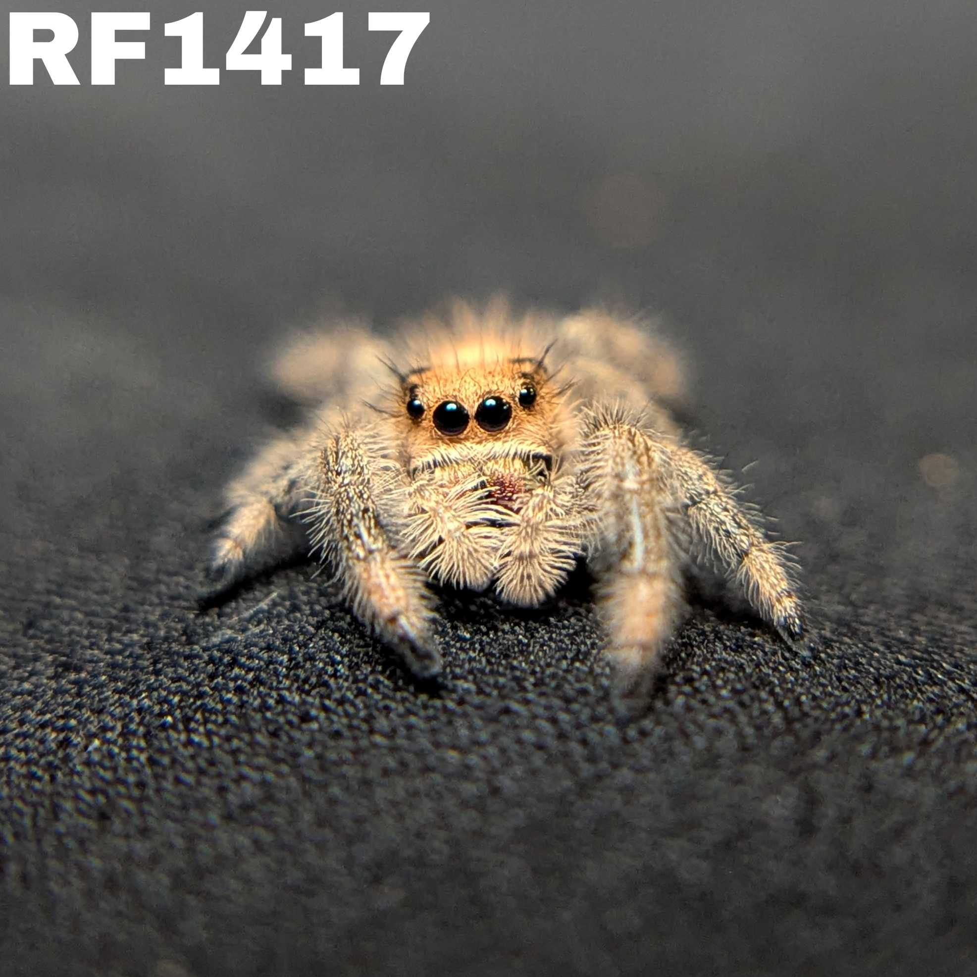 Regal Jumping Spider "Peanut"