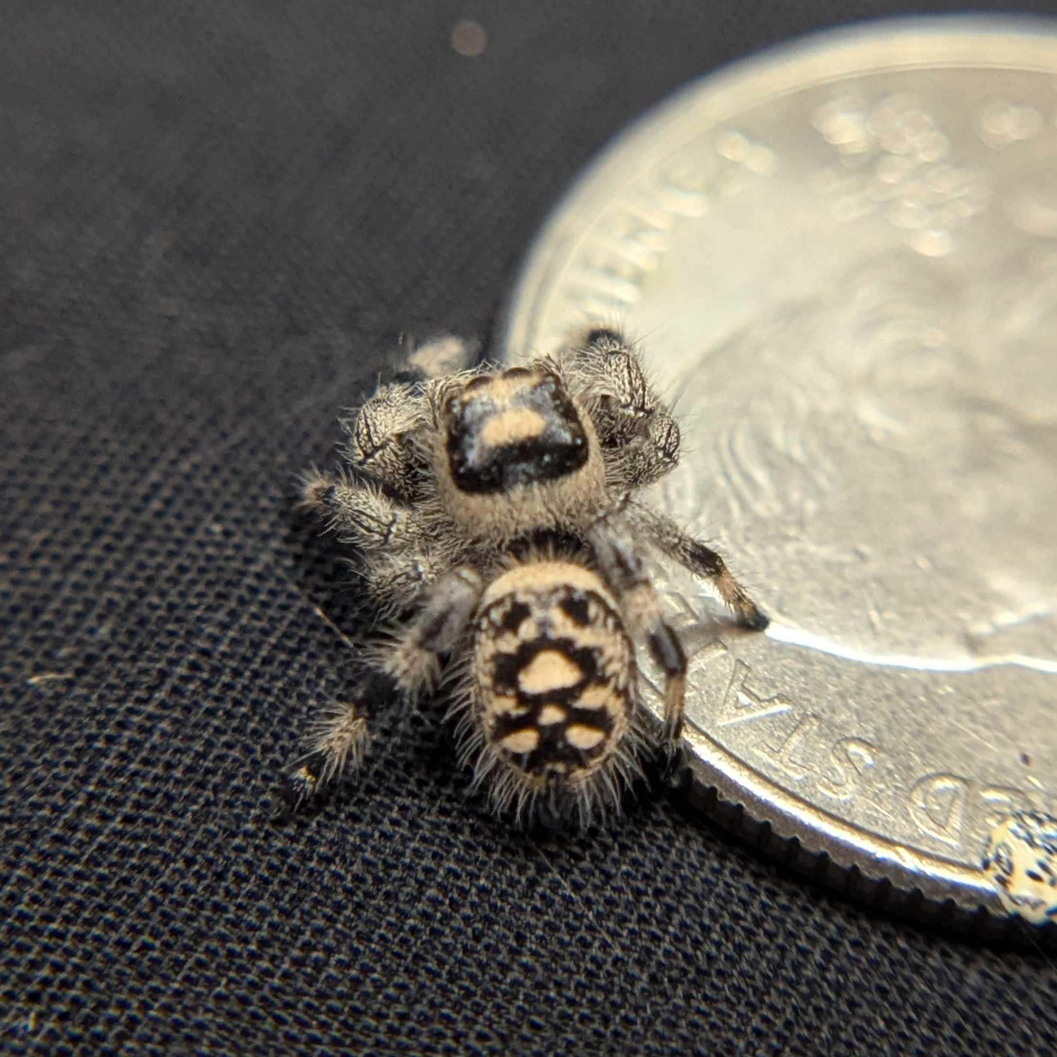Regal Jumping Spider "Papaya"