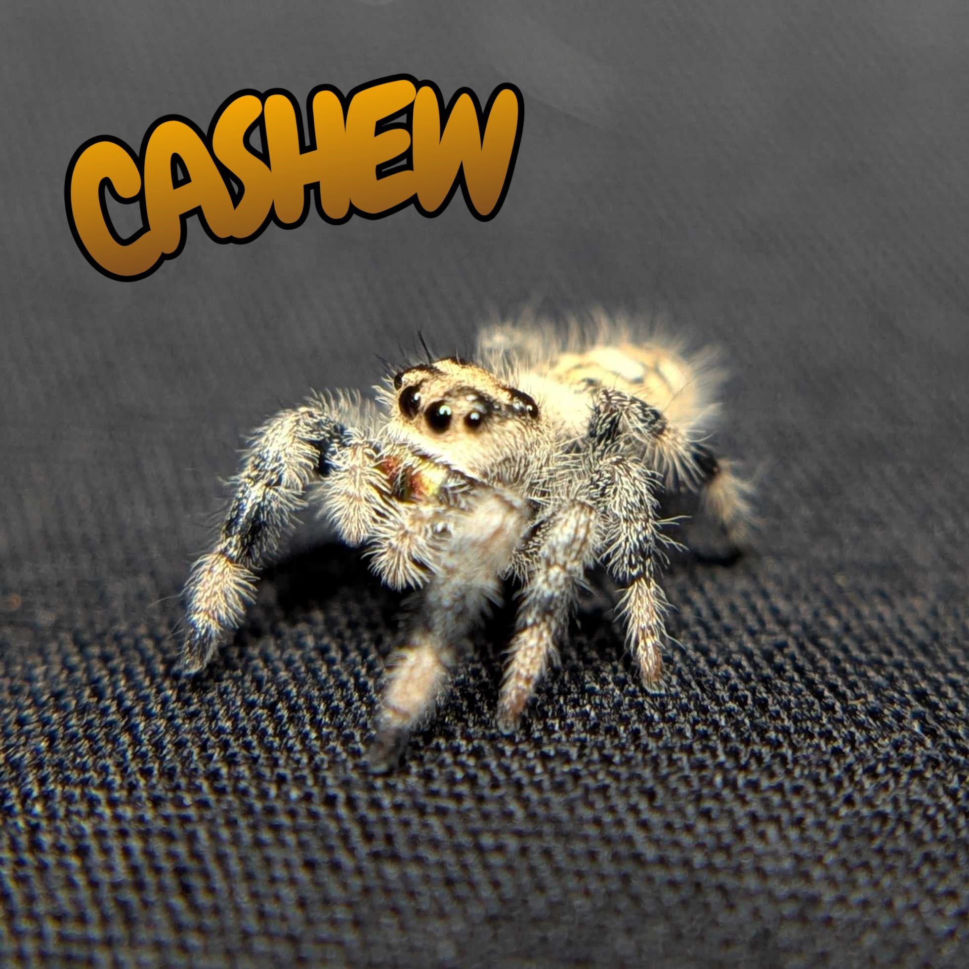 Regal Jumping Spider "Cashew"
