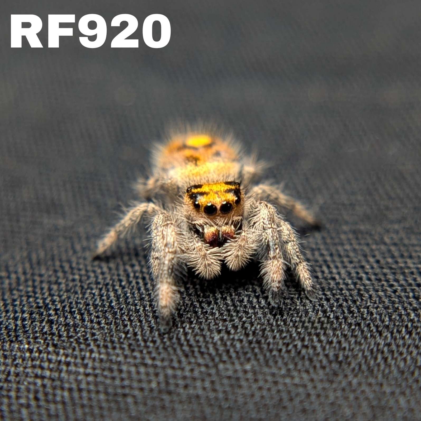 Regal Jumping Spider "Apple"