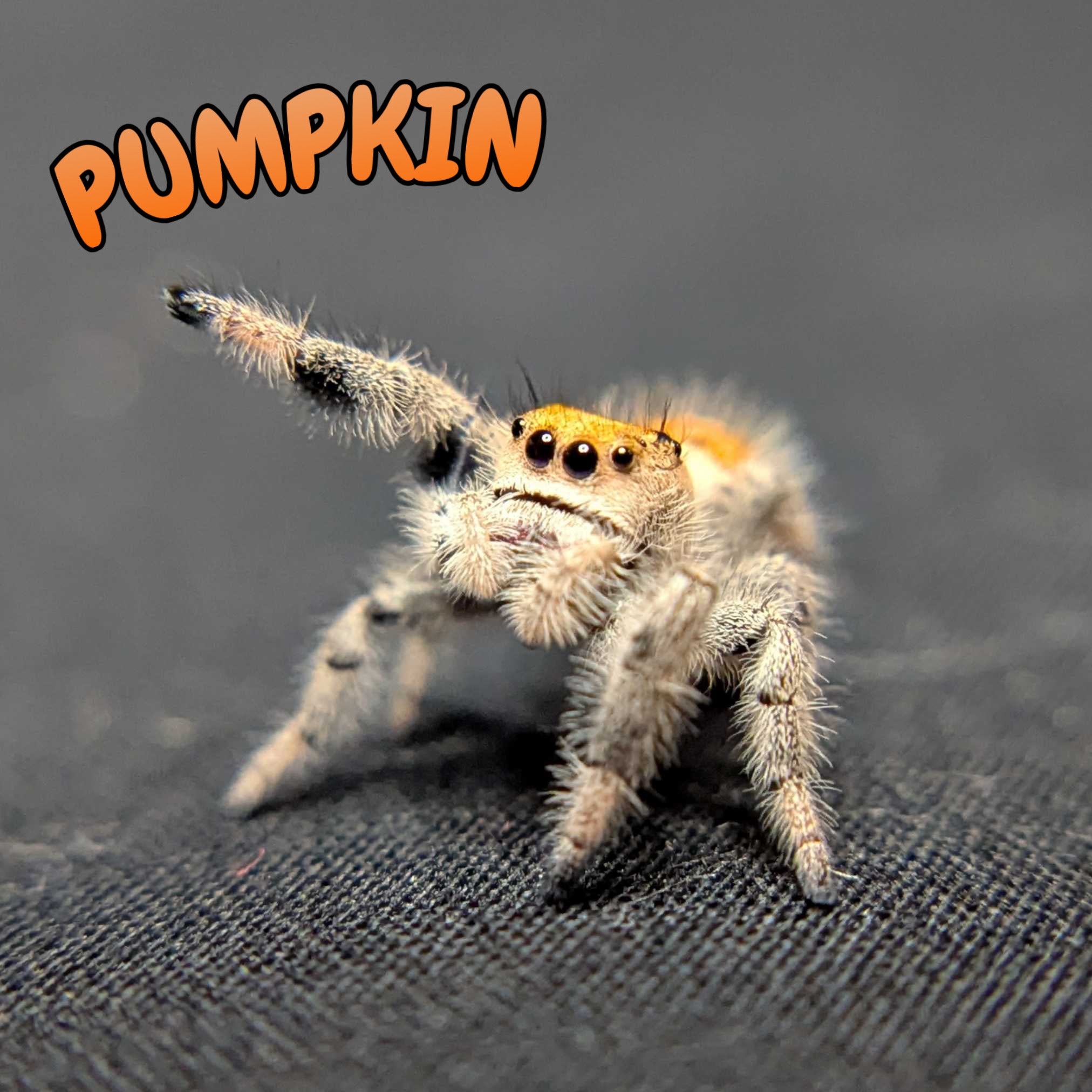Regal Jumping Spider "Pumpkin"