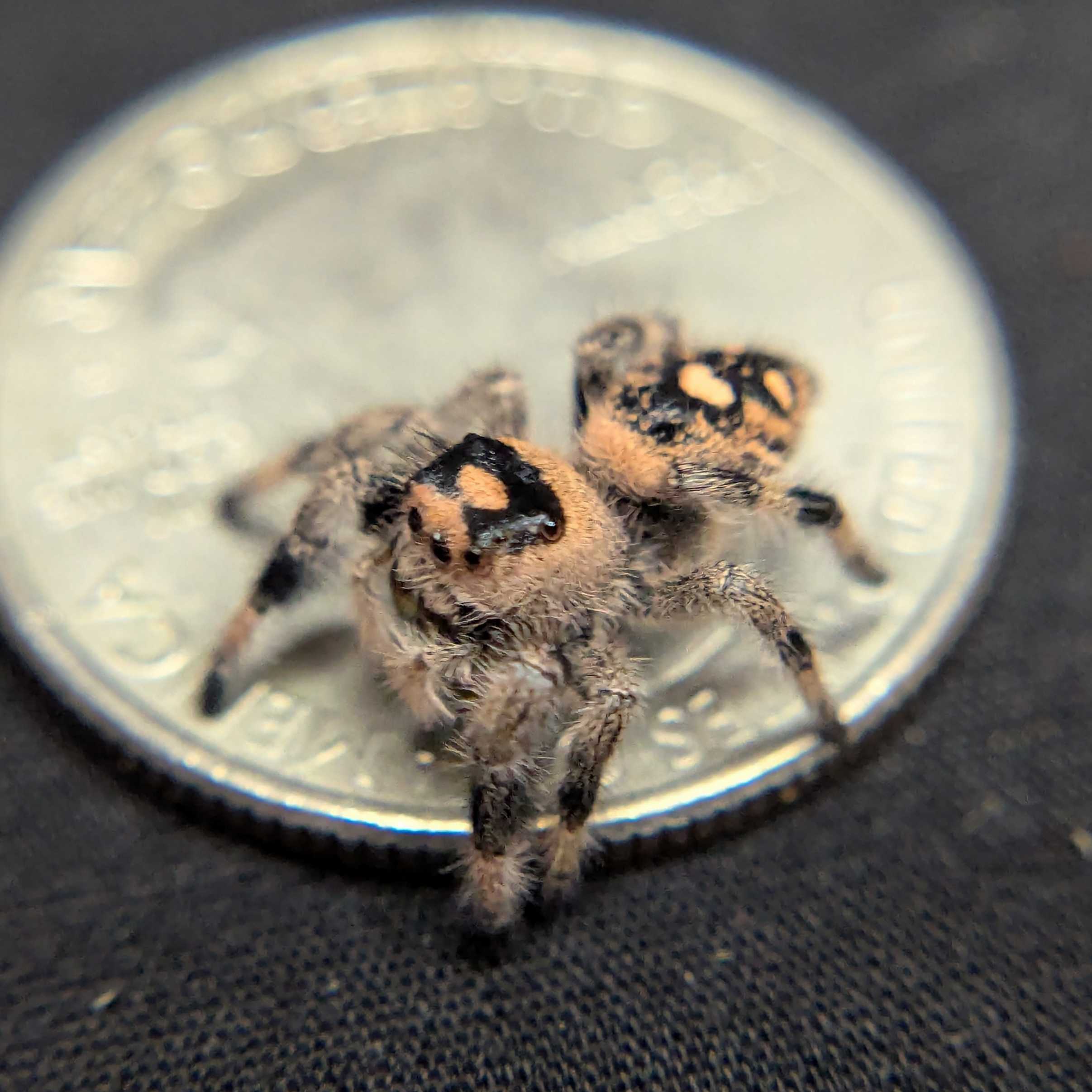 Regal Jumping Spider "Wafer"