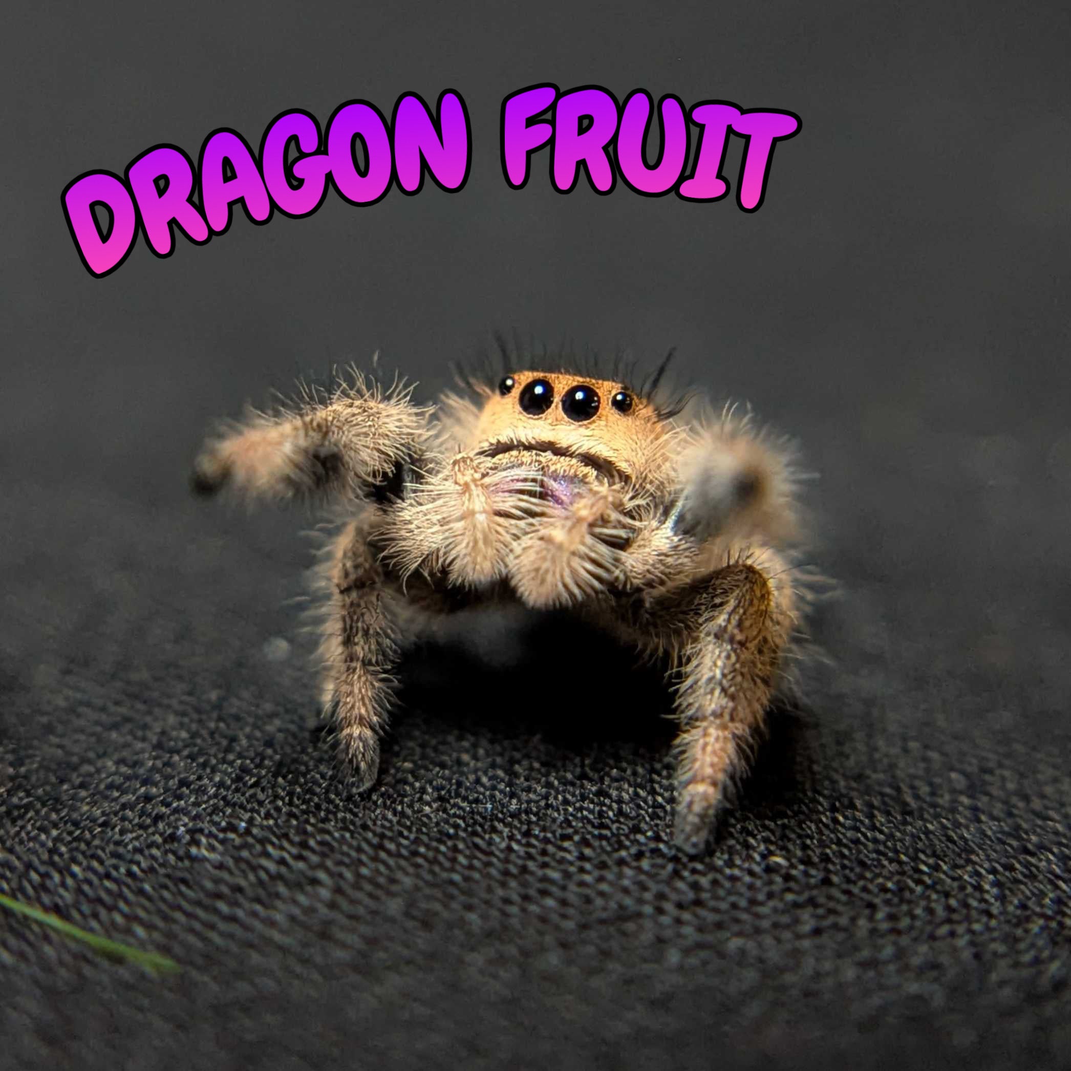 Regal Jumping Spider "Dragon Fruit"