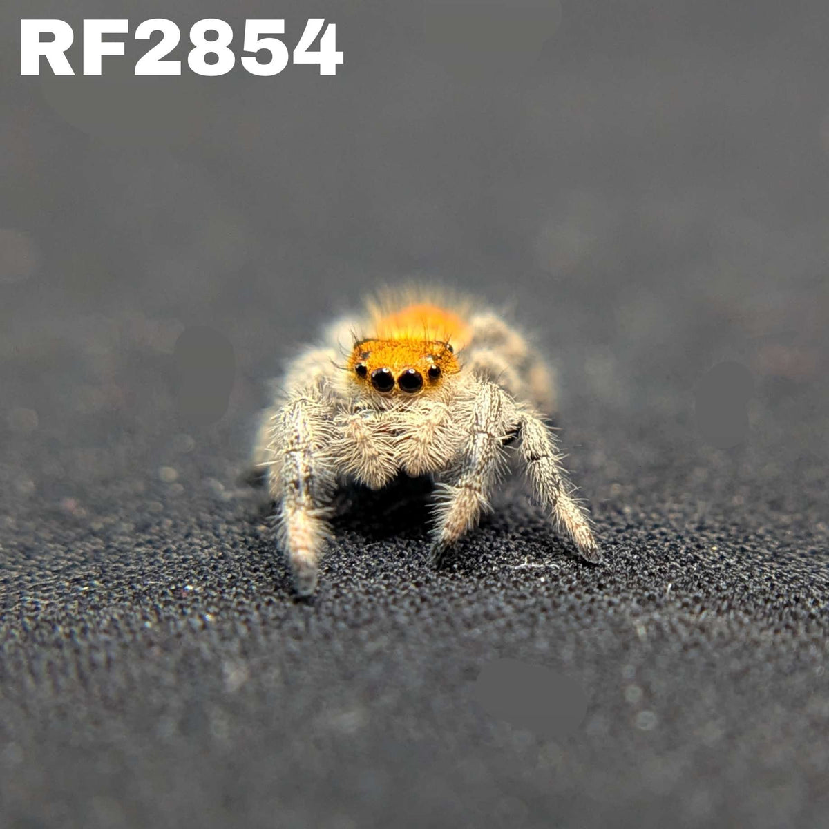Regal Jumping Spider “Cider Grove”