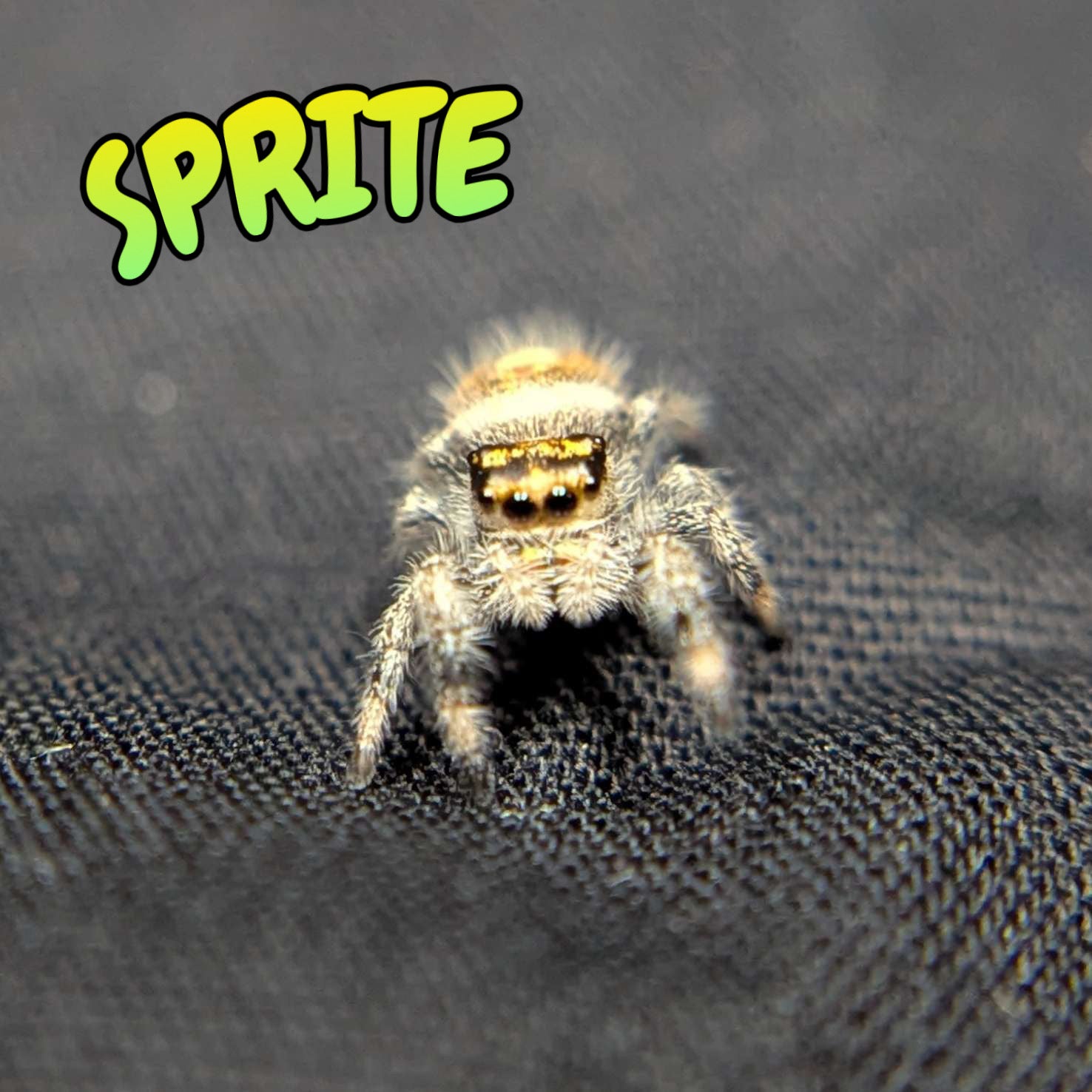 Regal Jumping Spider “Sprite”