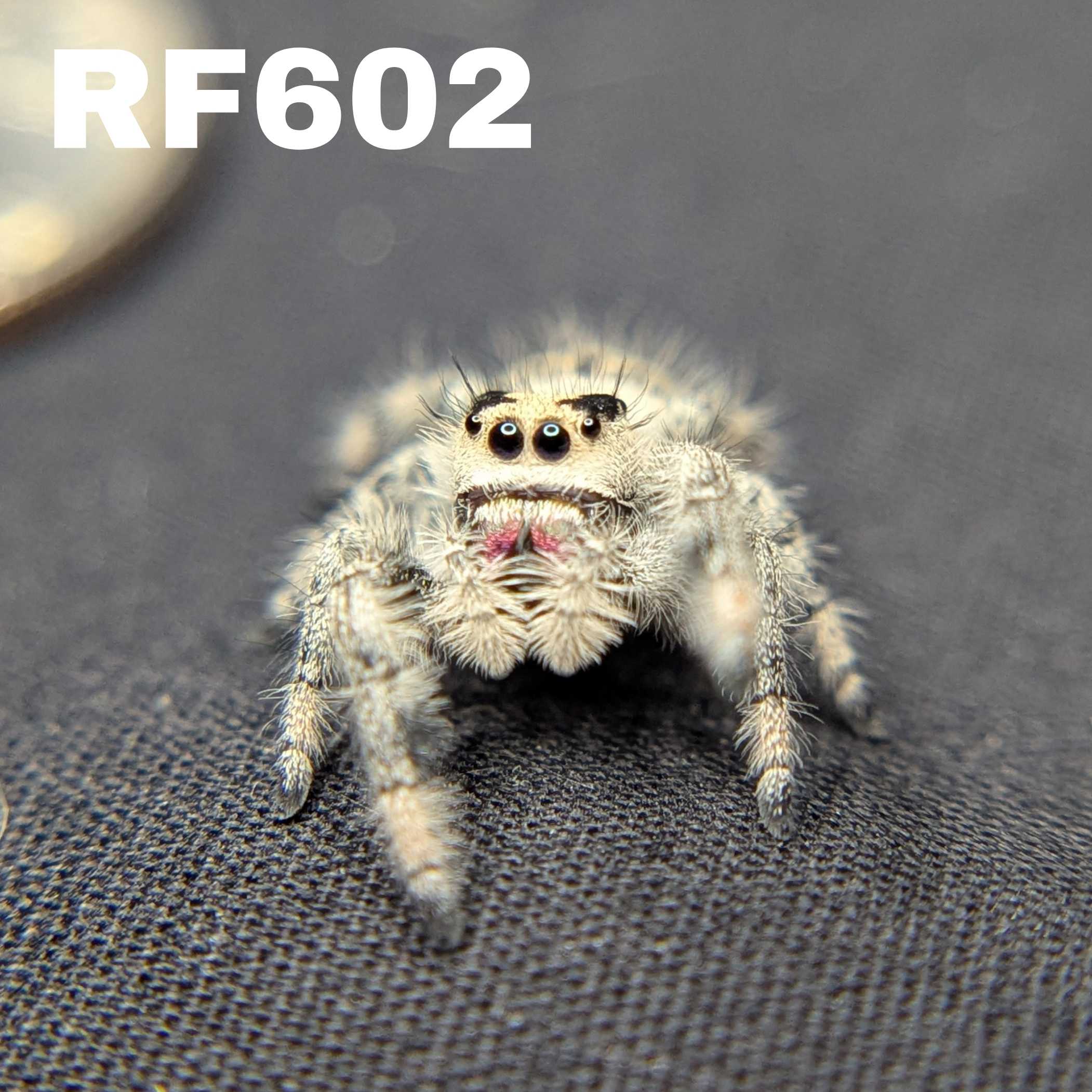 Regal Jumping Spider “Petal”