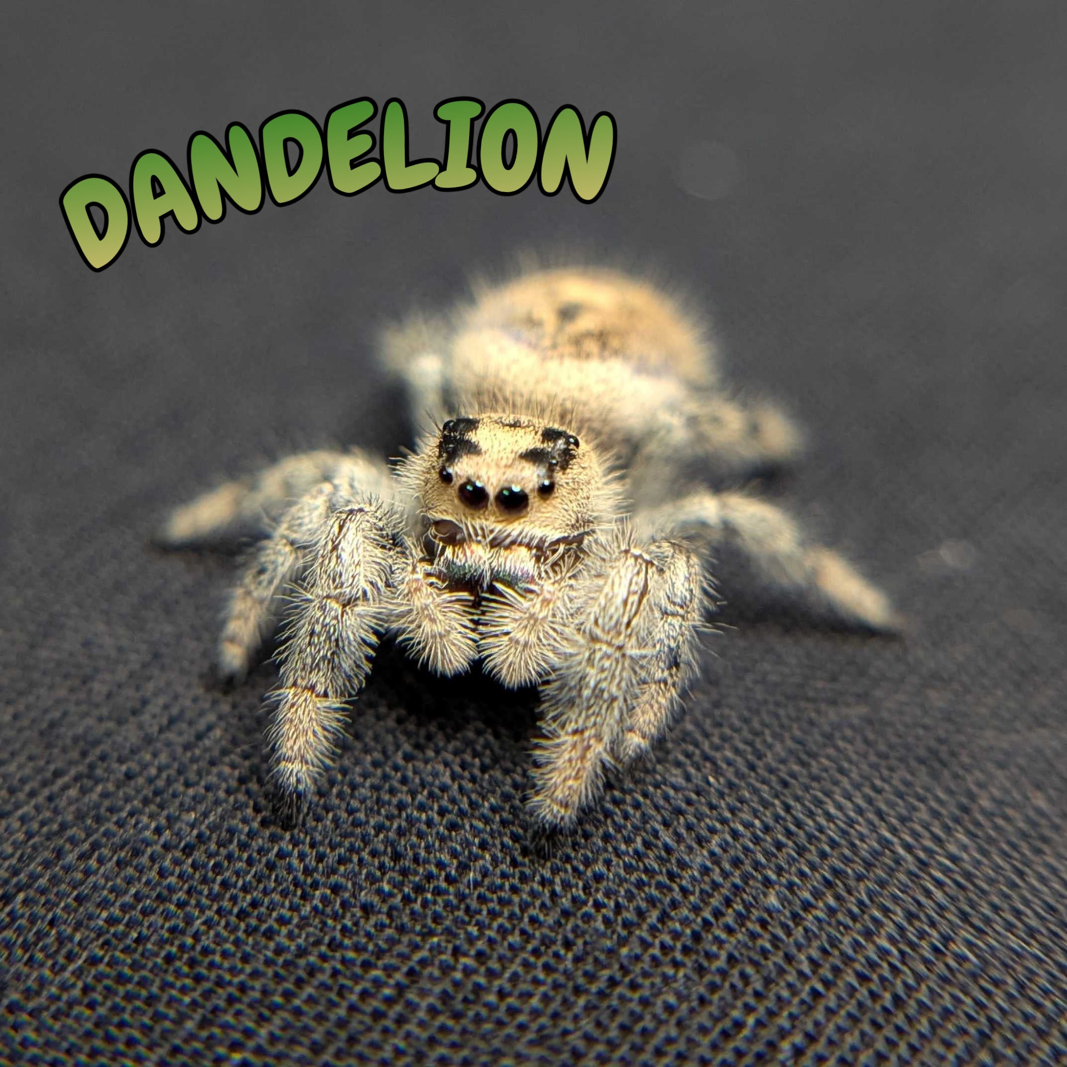 Regal Jumping Spider "Dandelion"