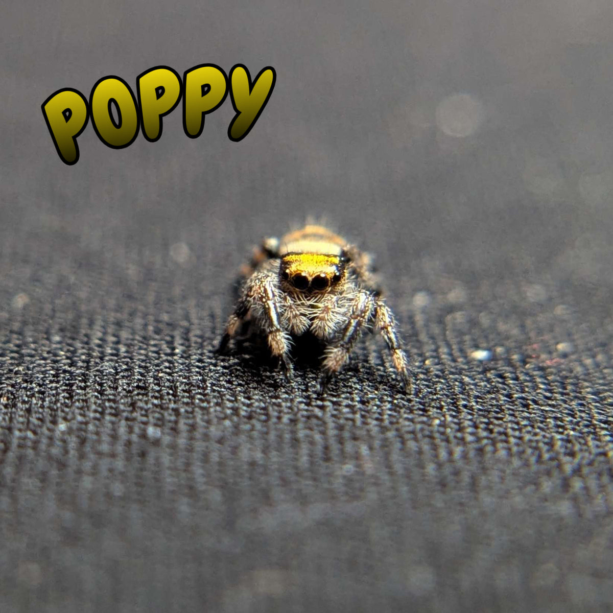 Regal Jumping Spider “Poppy”
