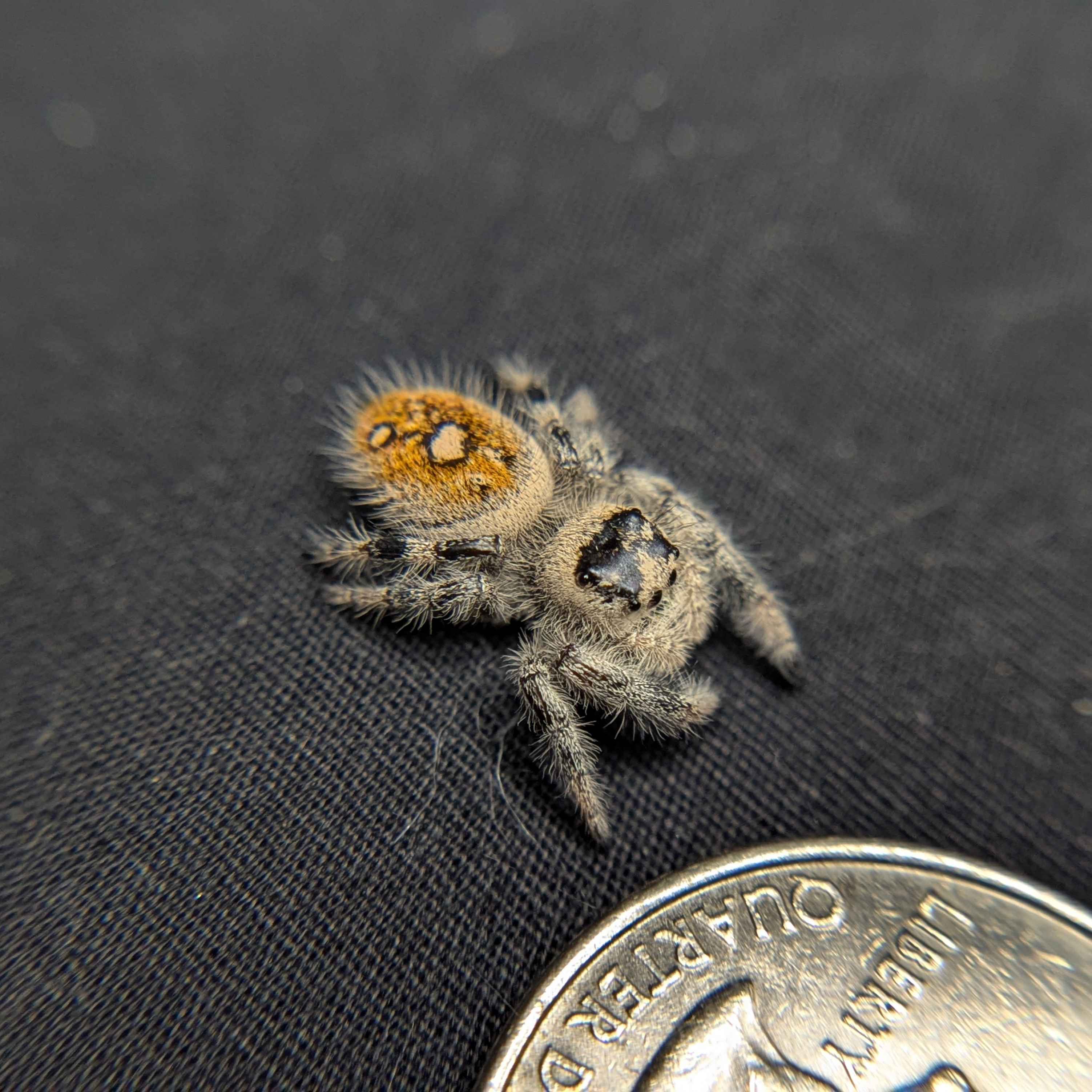 Regal Jumping Spider "Sherbert"