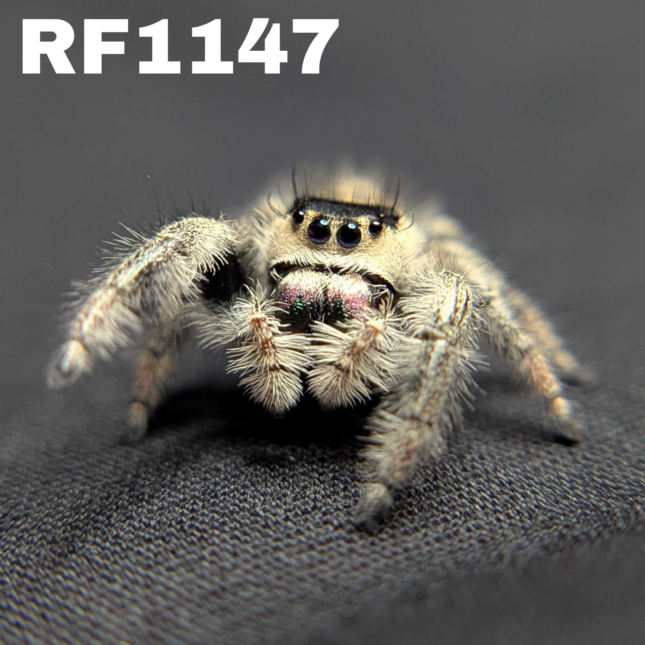 Regal Jumping Spider "Ursula"