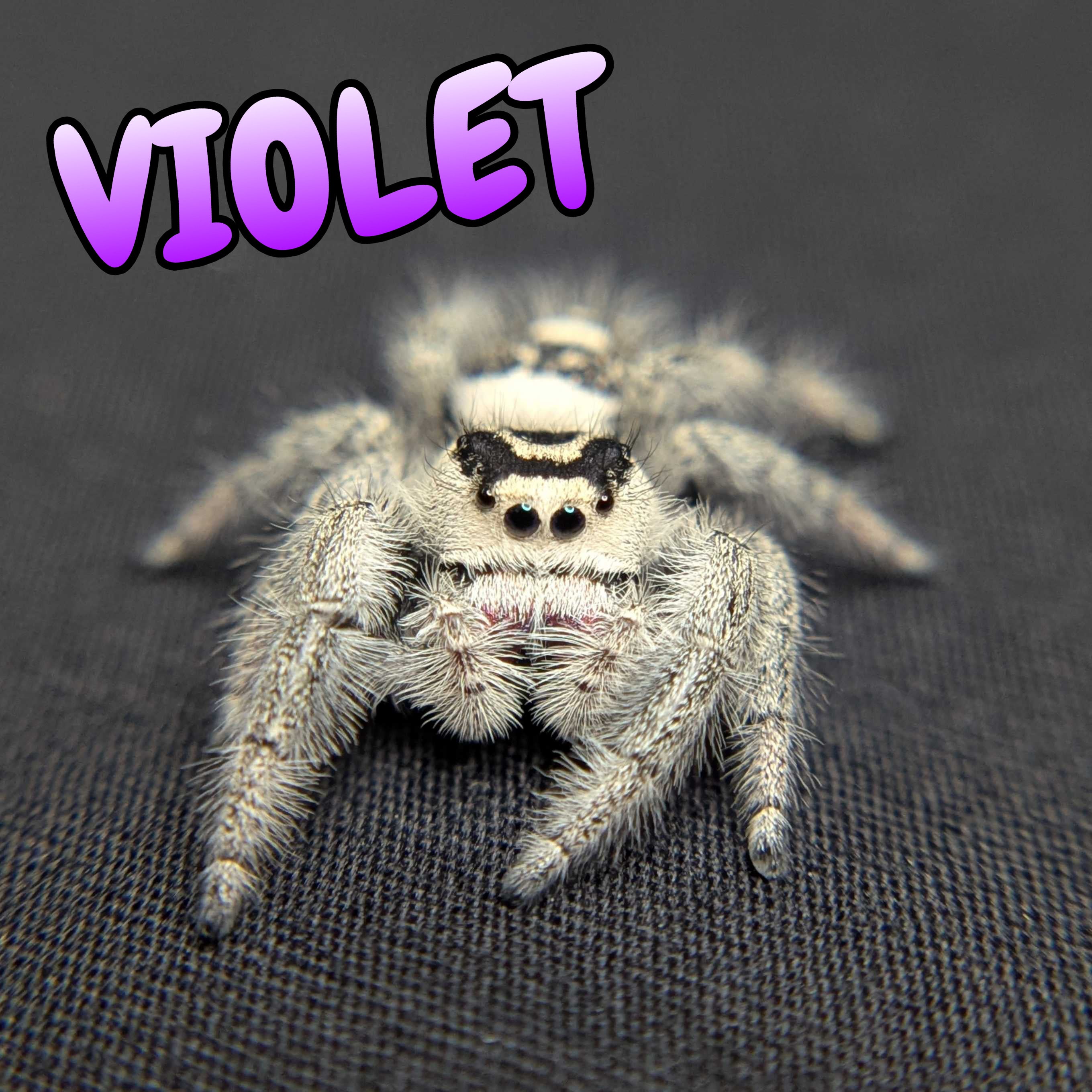 Regal Jumping Spider "Violet"