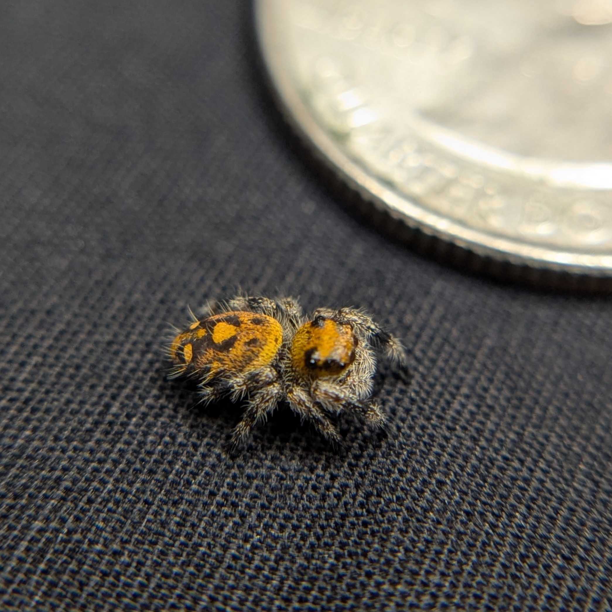 Regal Jumping Spider “Aurelia”