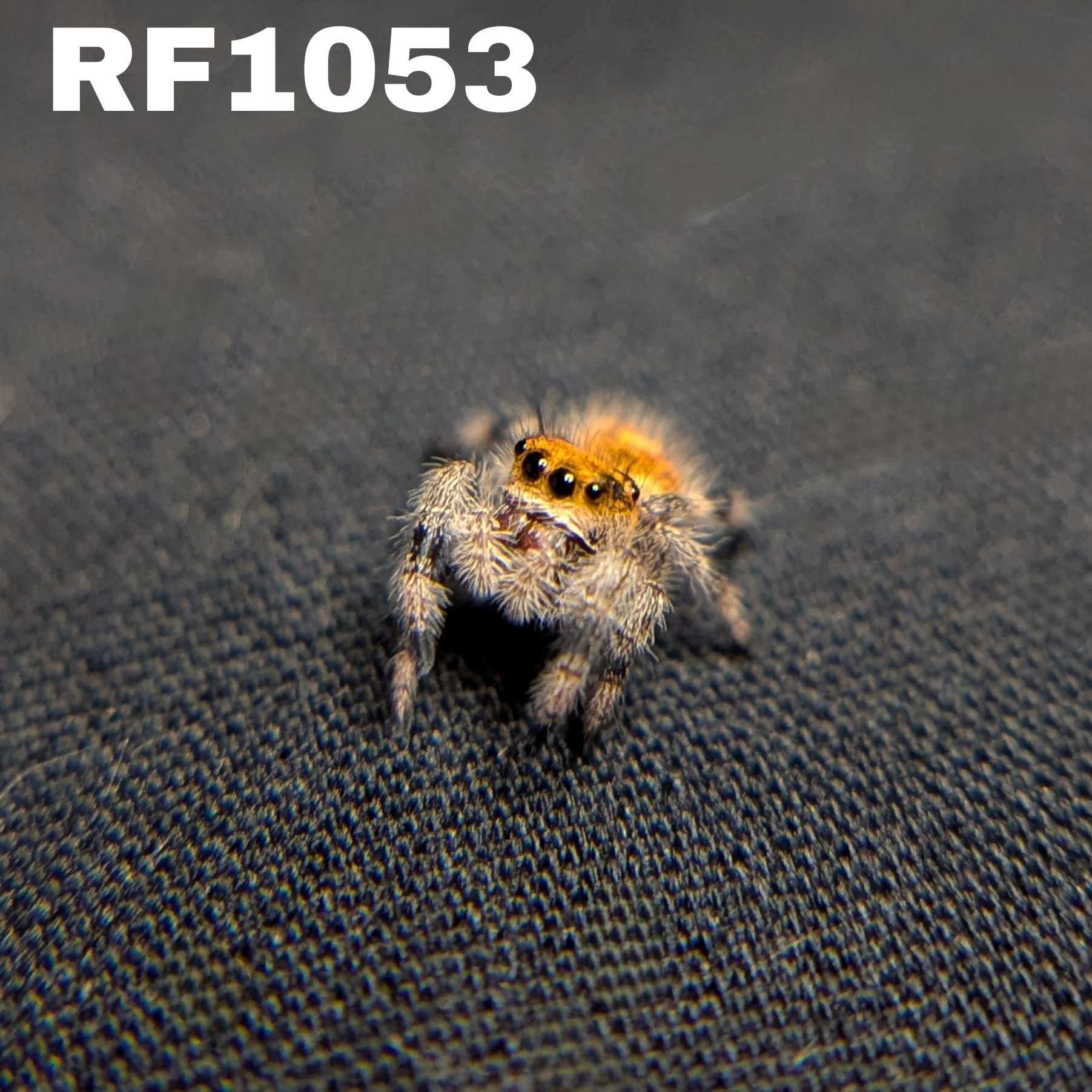 Regal Jumping Spider "Cherry"
