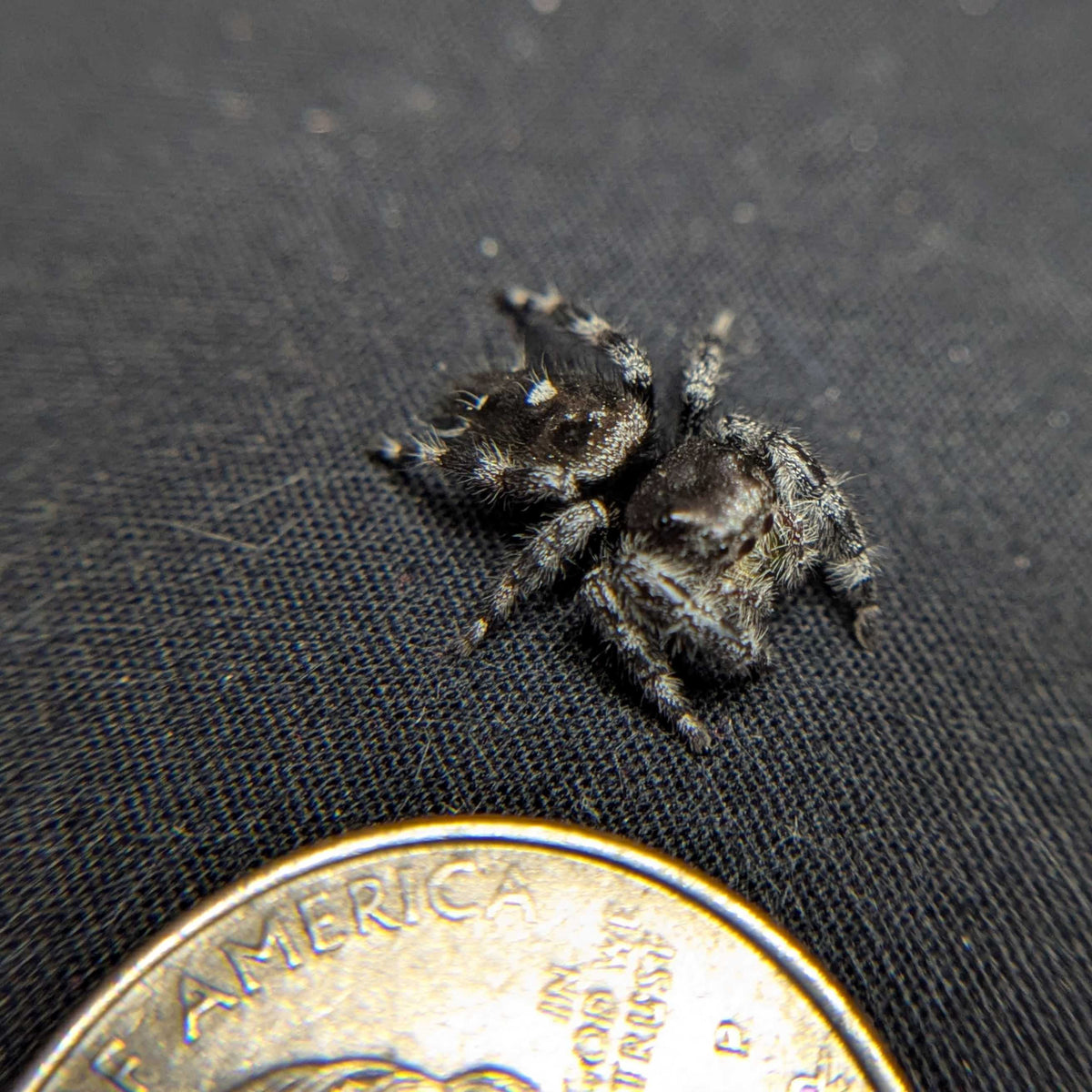 Audax Jumping Spider "Edward"
