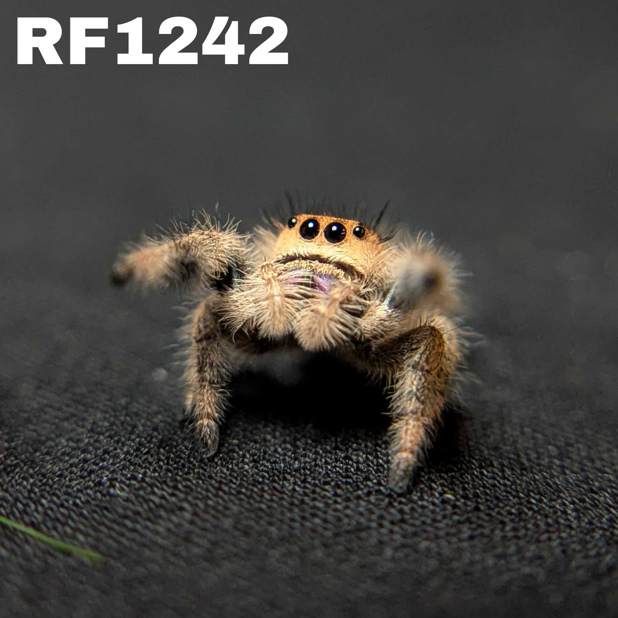 Regal Jumping Spider "Dragon Fruit"