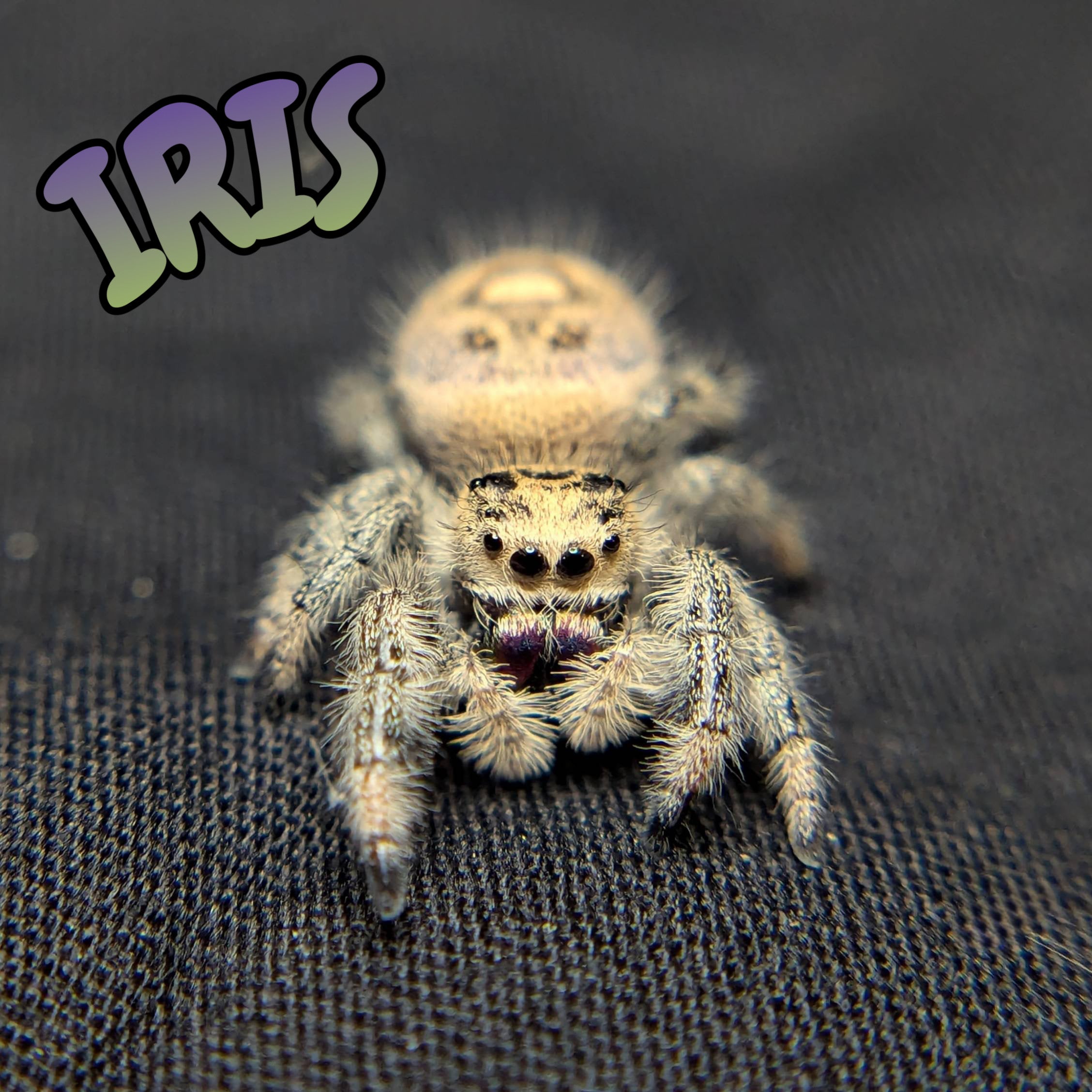 Female Regal Jumping Spider Iris