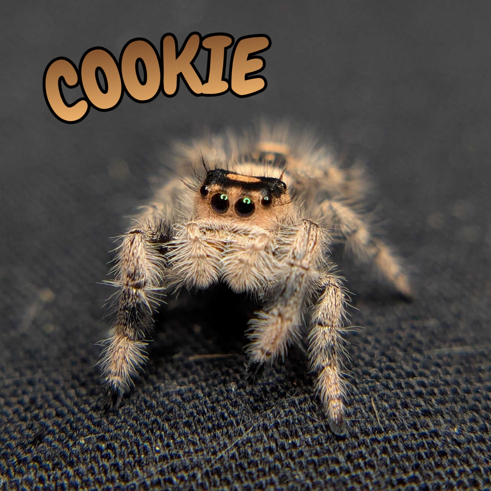 Regal Jumping Spider "Cookie"