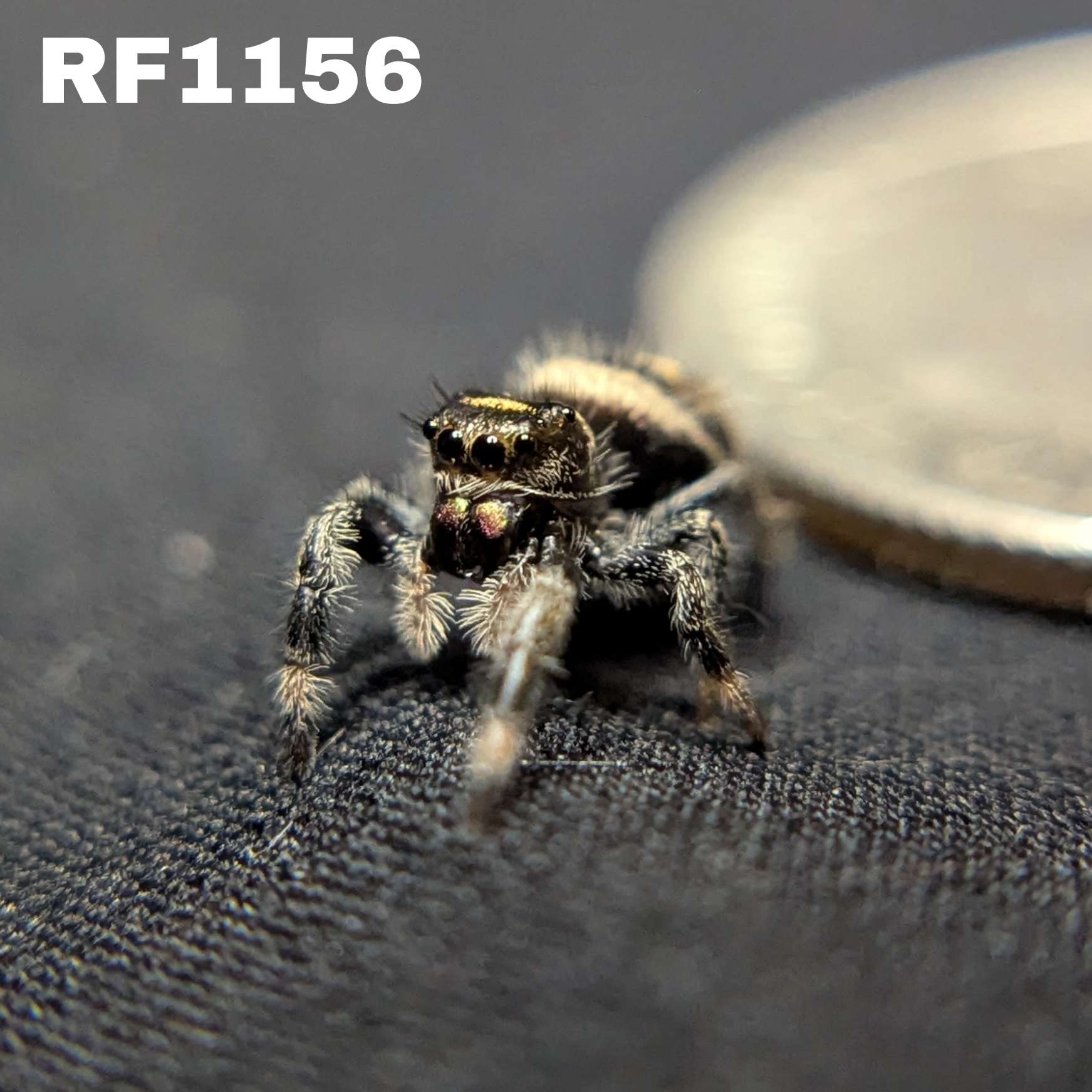 Regal Jumping Spider "Cinnamon"