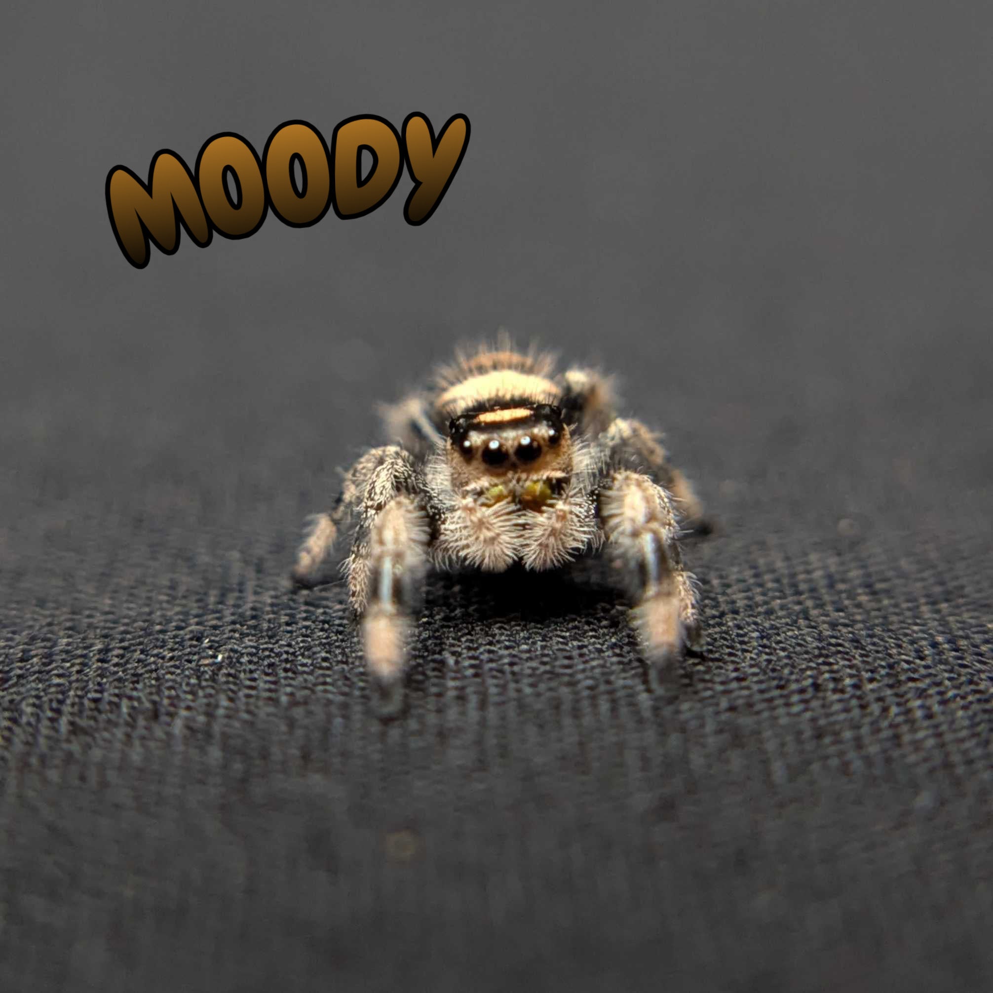 Regal Jumping Spider "Moody"