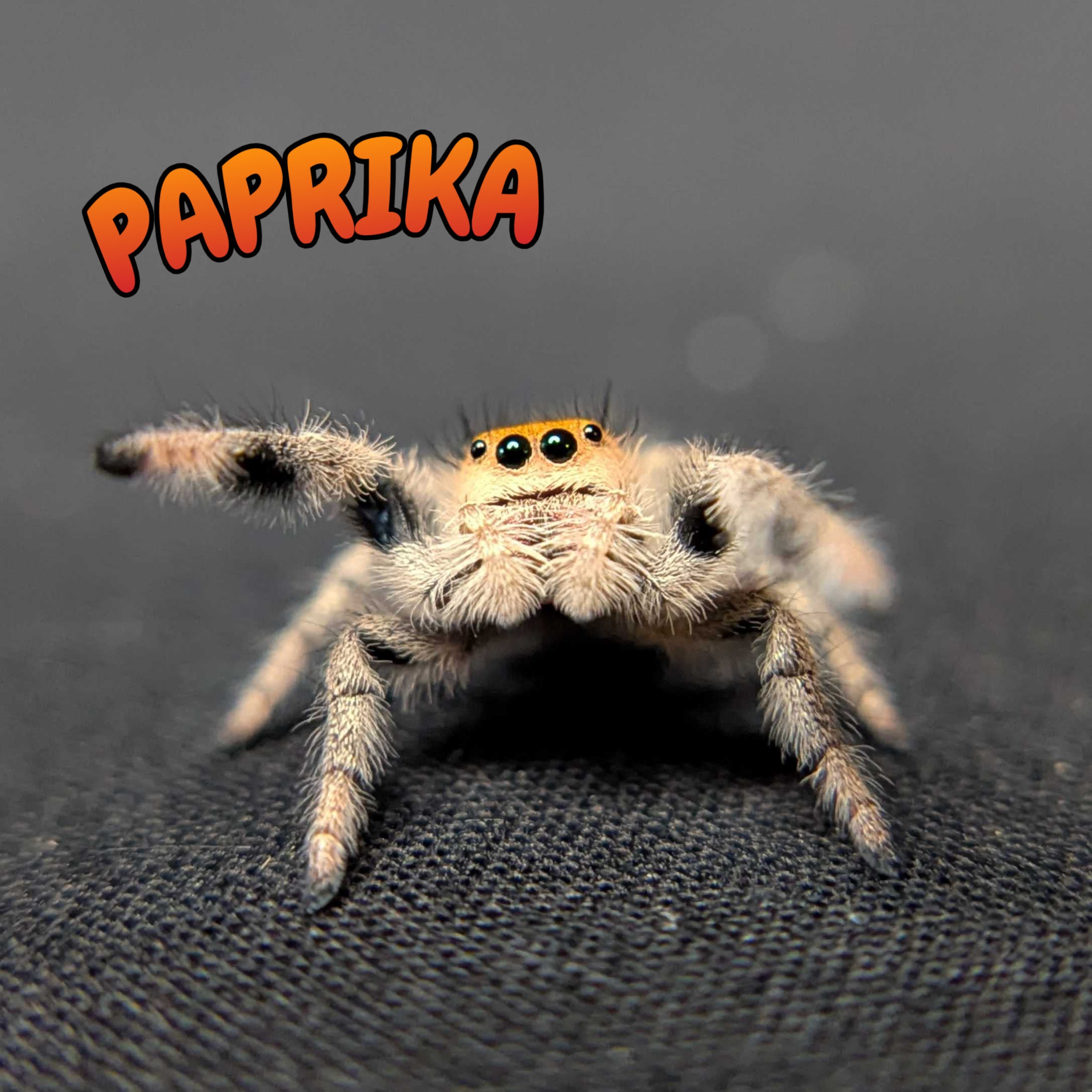 Regal Jumping Spider “Paprika”