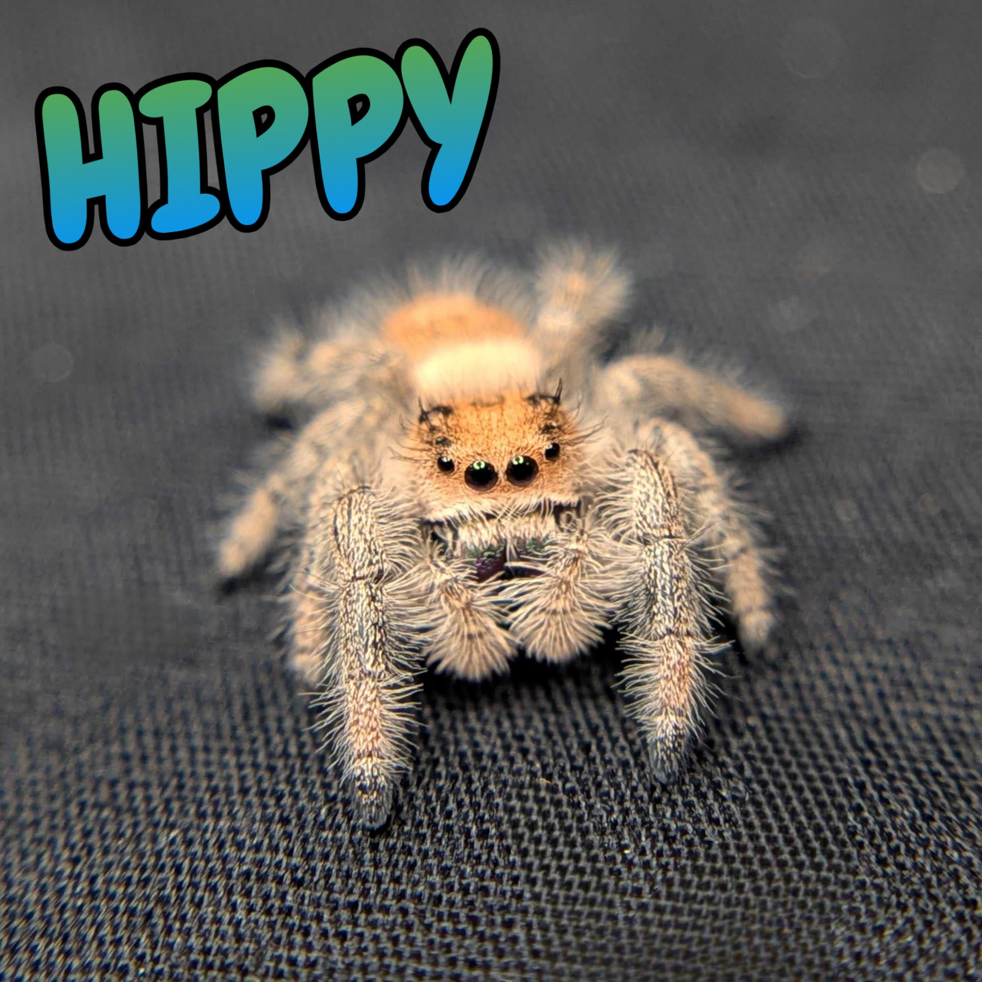 Regal Jumping Spider "Hippy"