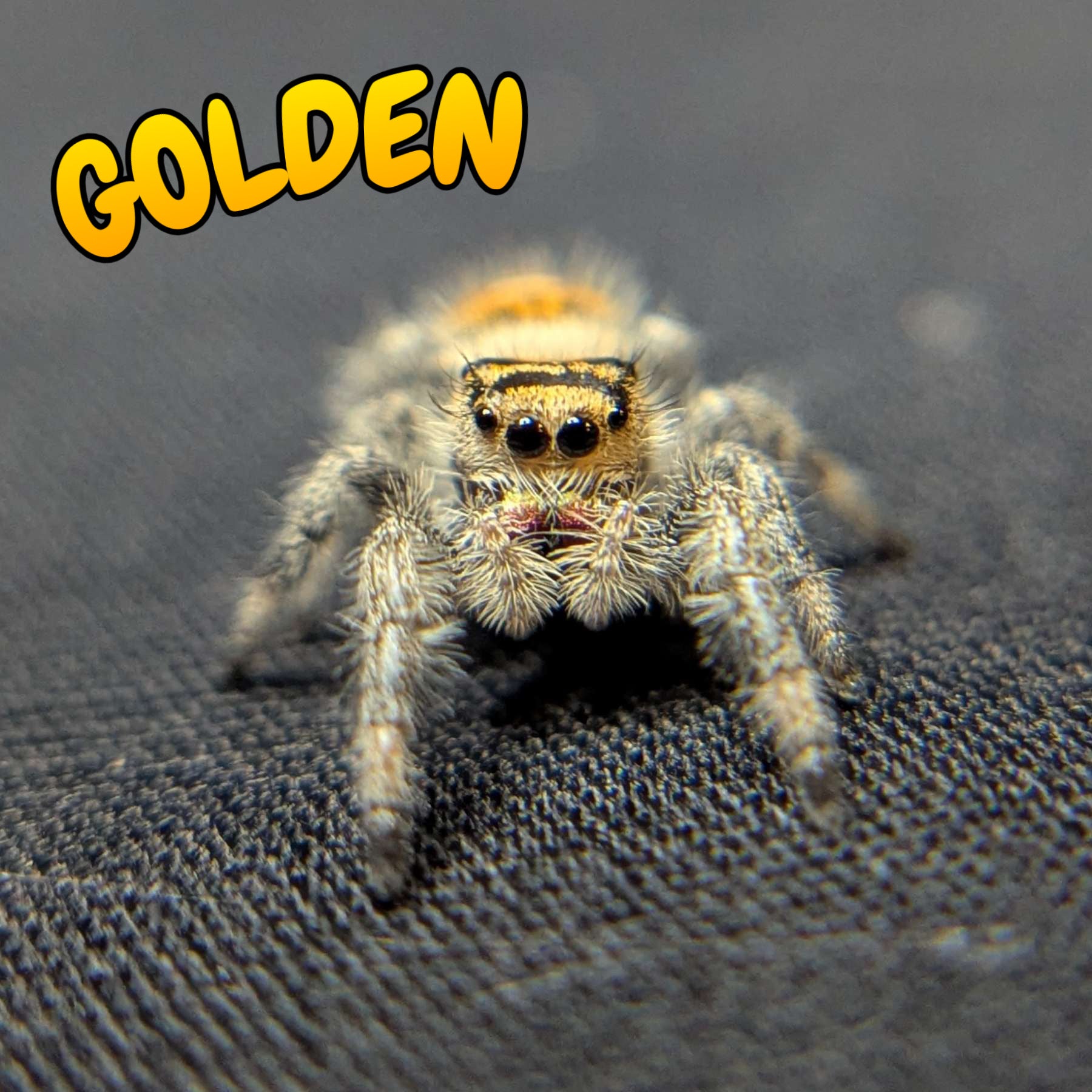 Regal Jumping Spider "Golden"