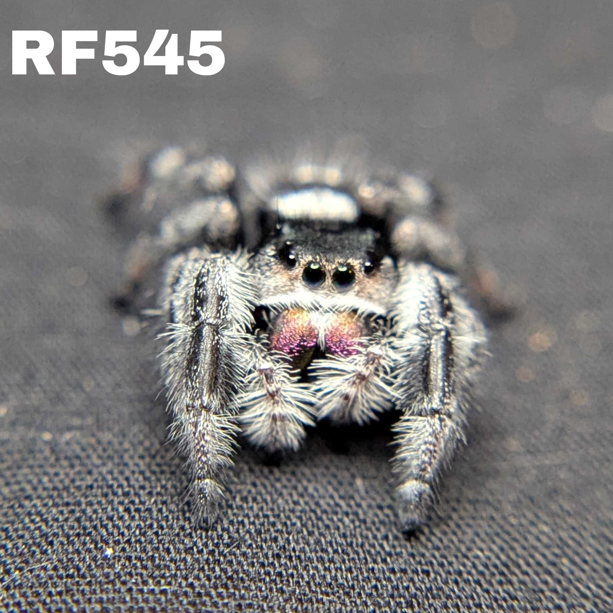 Regal Jumping Spider "Jupiter"