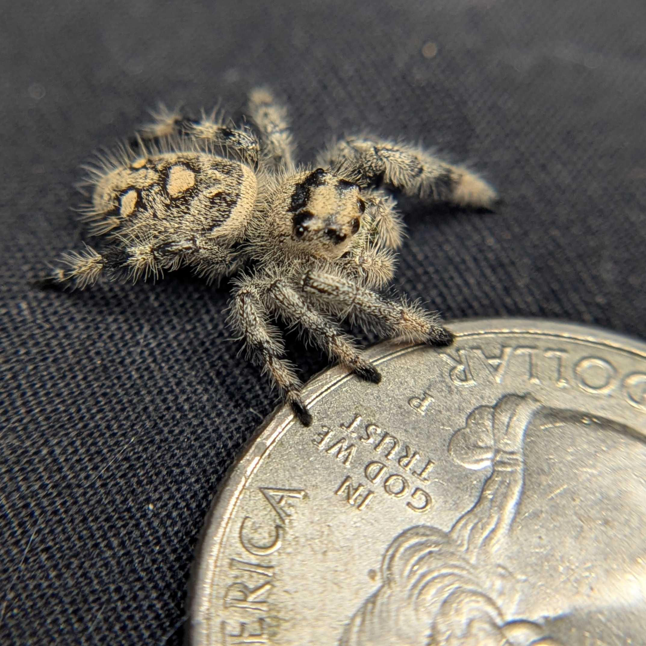 Regal Jumping Spider "Banana"