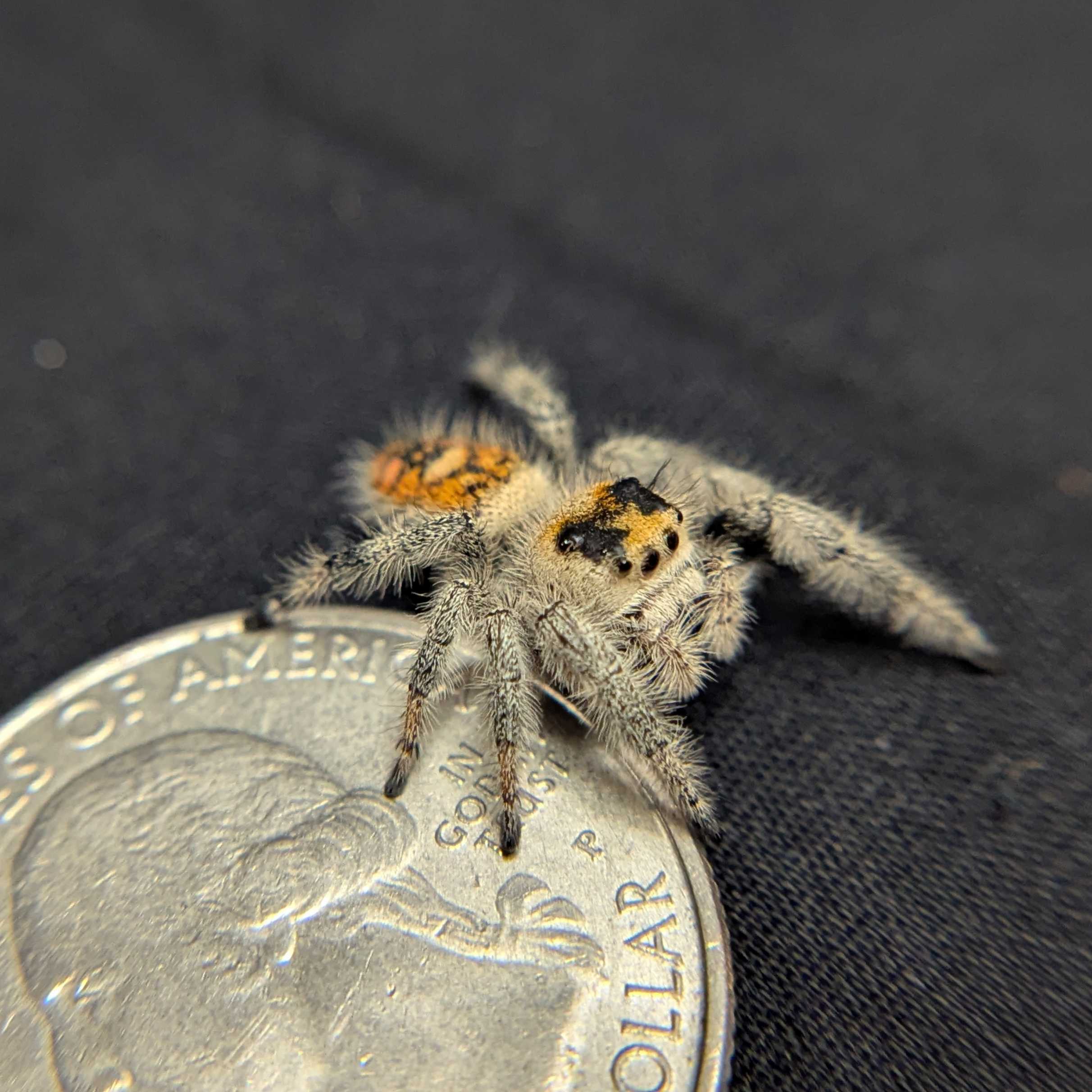 Regal Jumping Spider "Mystara"