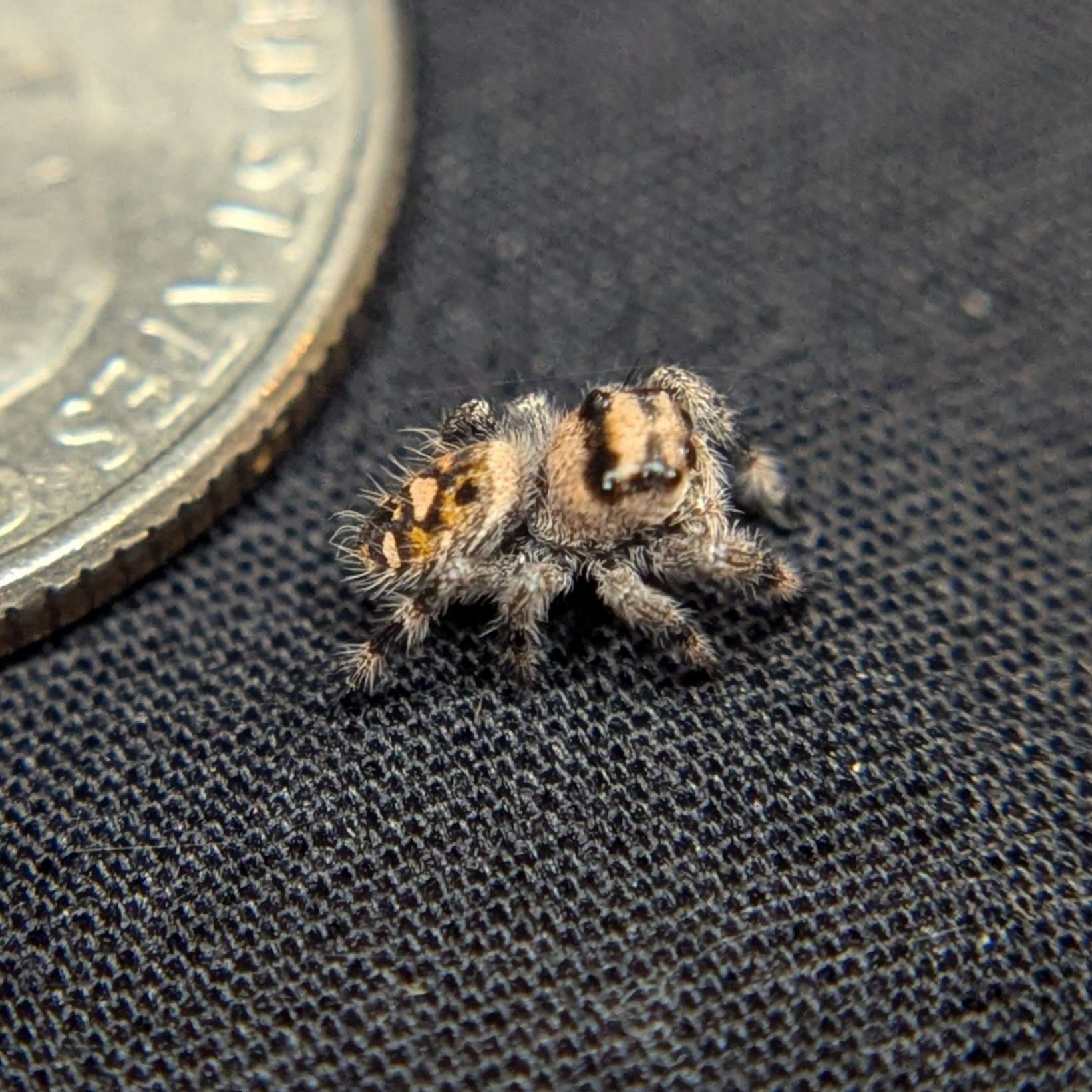 Regal Jumping Spider "Cutie"