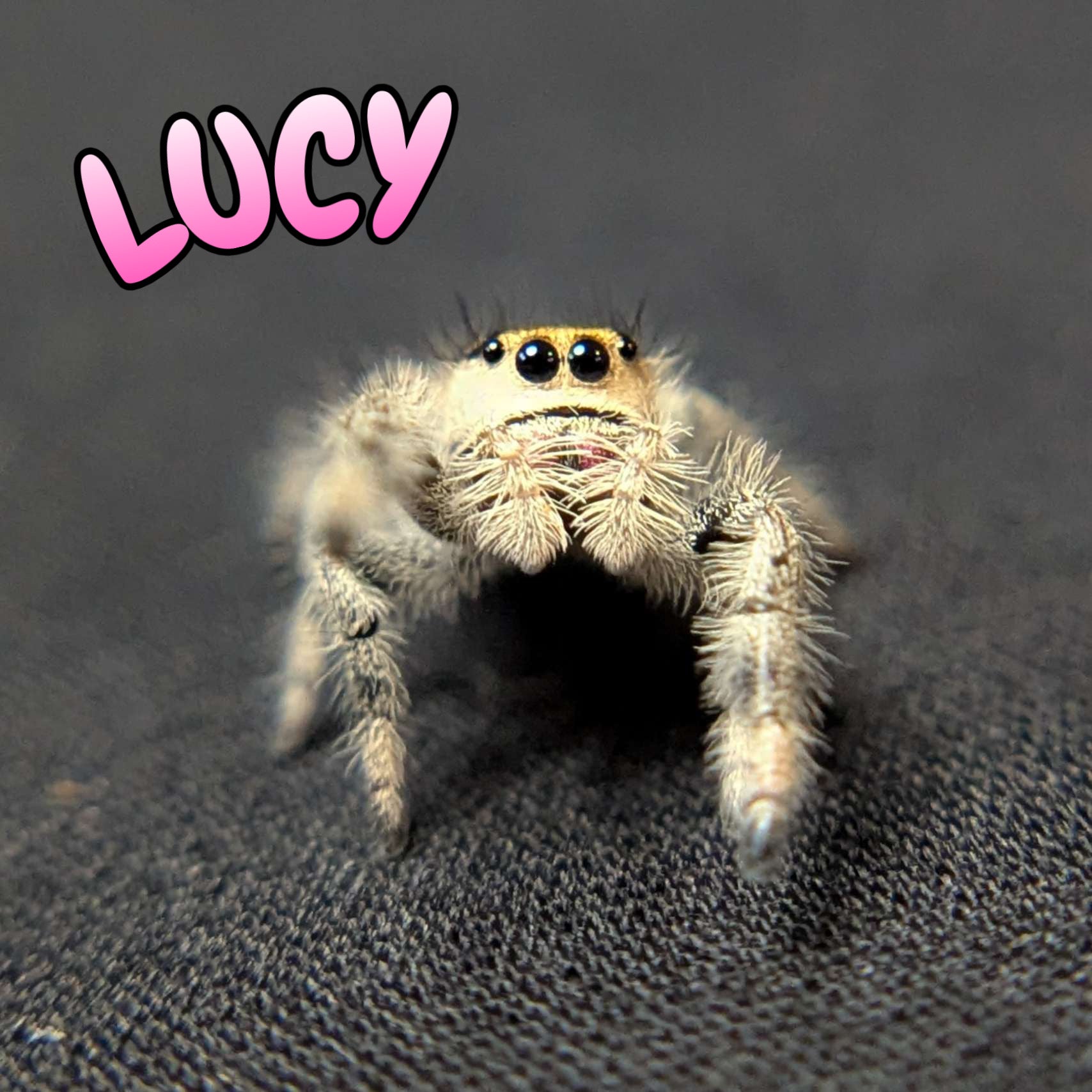 Regal Jumping Spider "Lucy”
