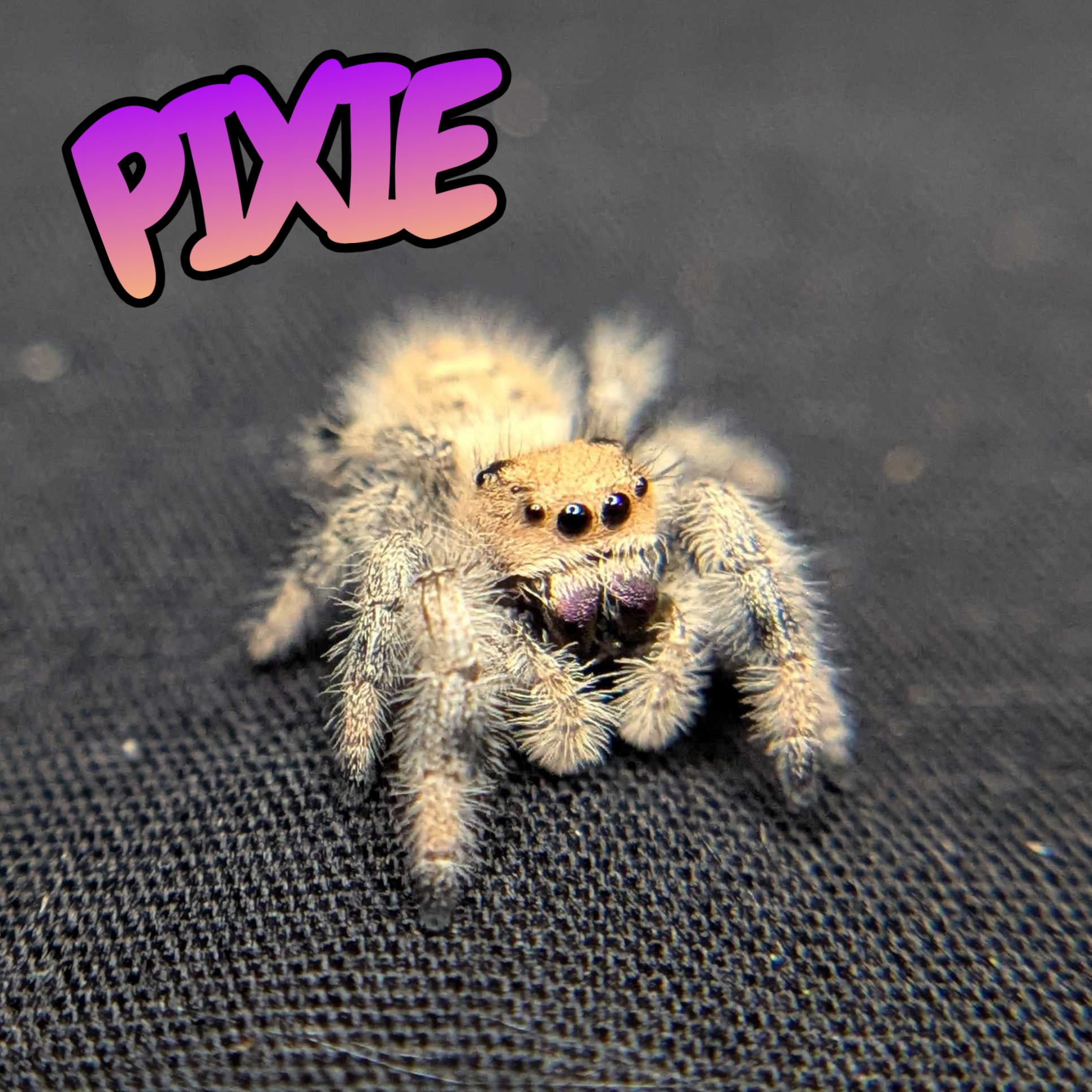 Regal Jumping Spider "Pixie"