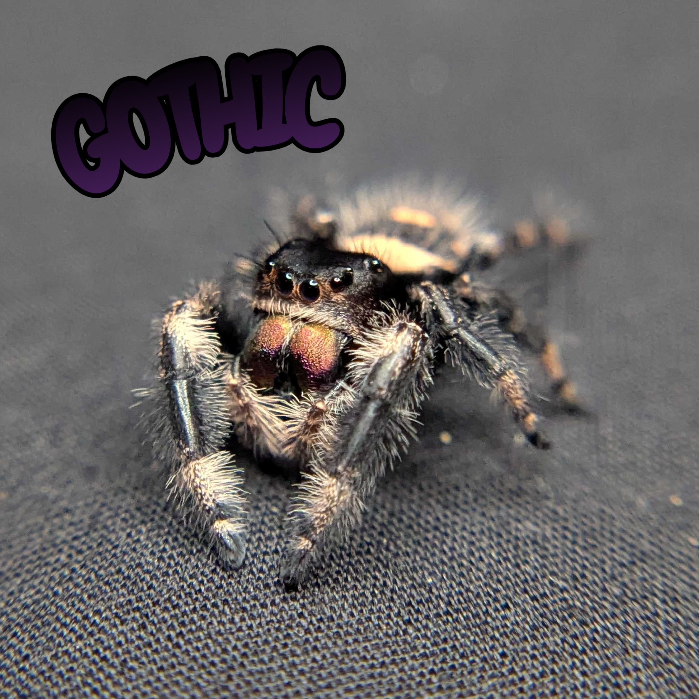 Regal Jumping Spider "Gothic"