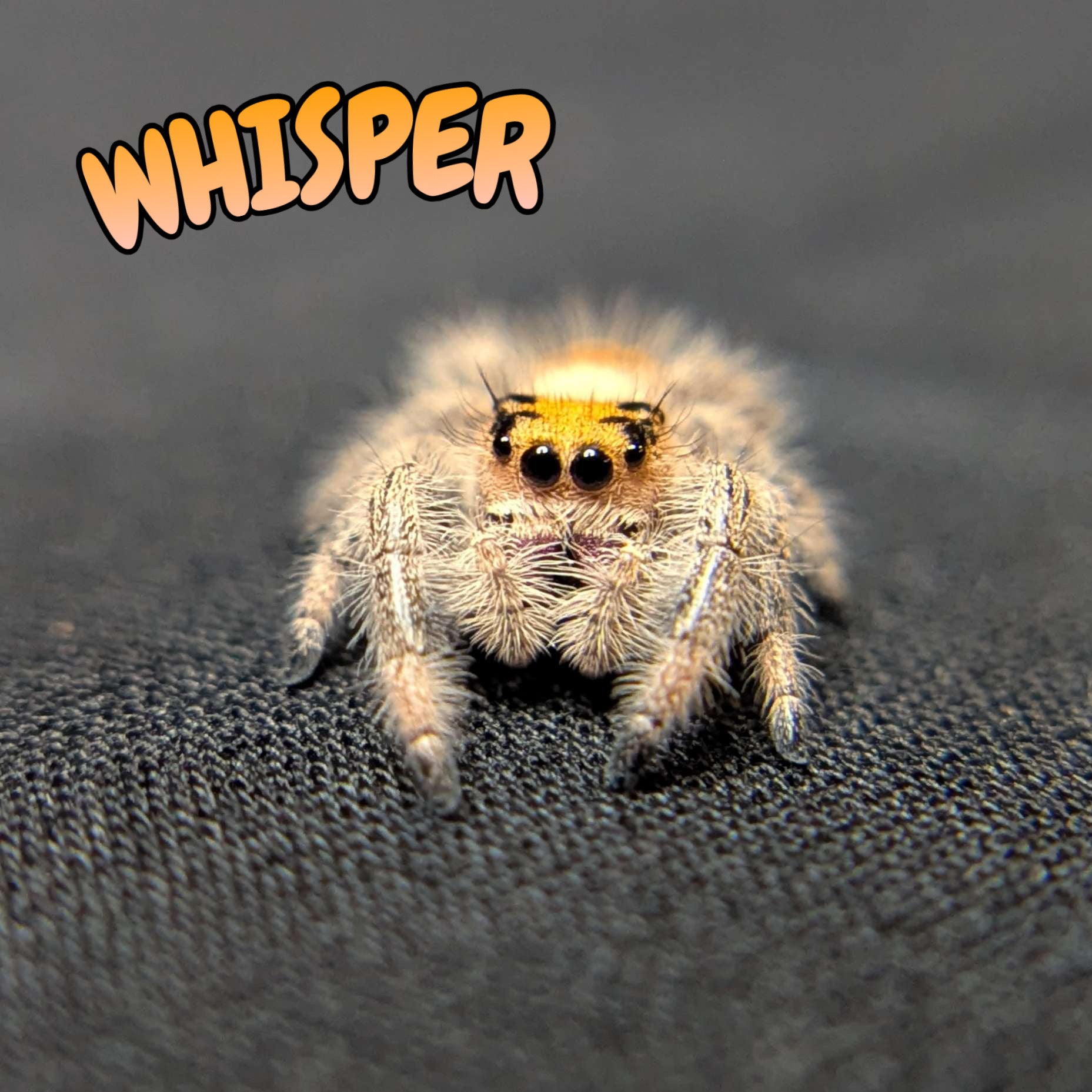 Regal Jumping Spider "Whisper"