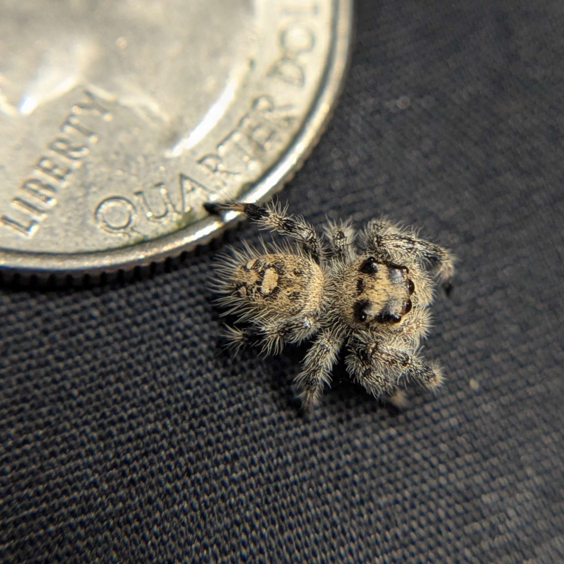 Regal Jumping Spider "Vanilla Bean”
