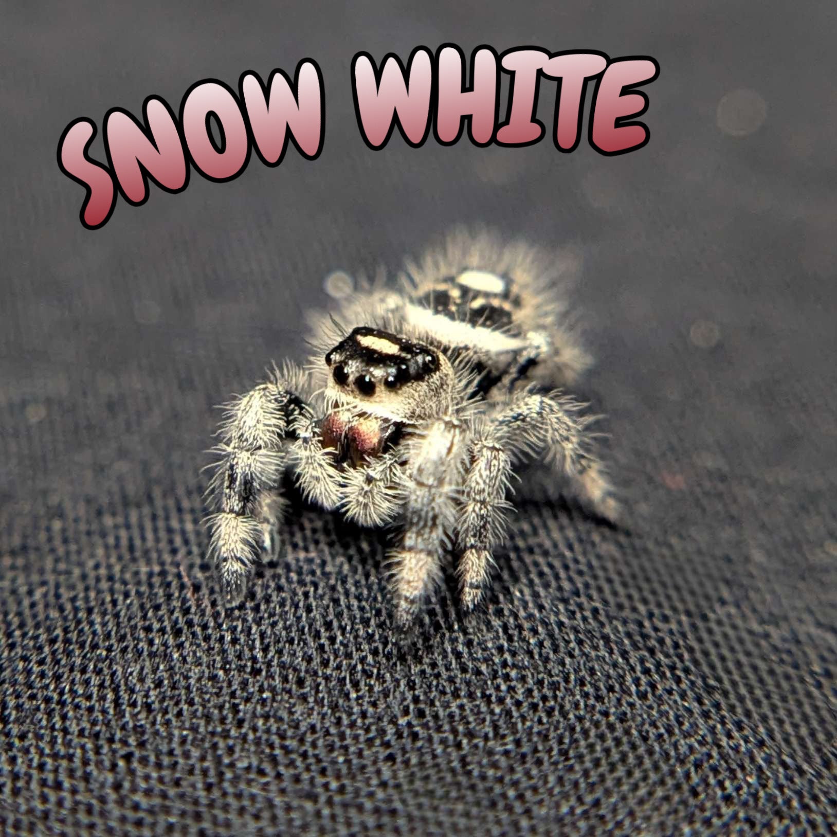 Regal Jumping Spider "Snow White"