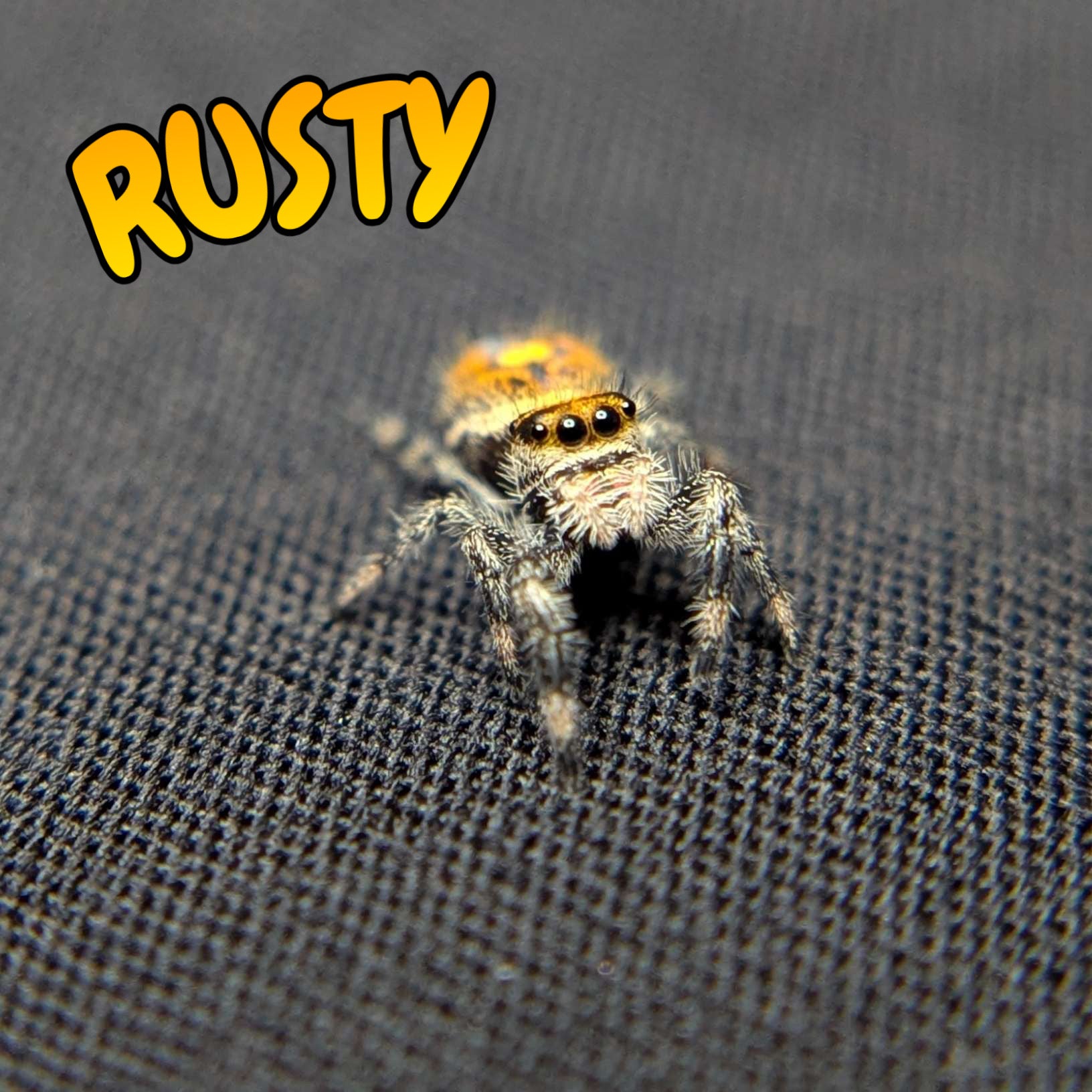 Regal Jumping Spider "Rusty"