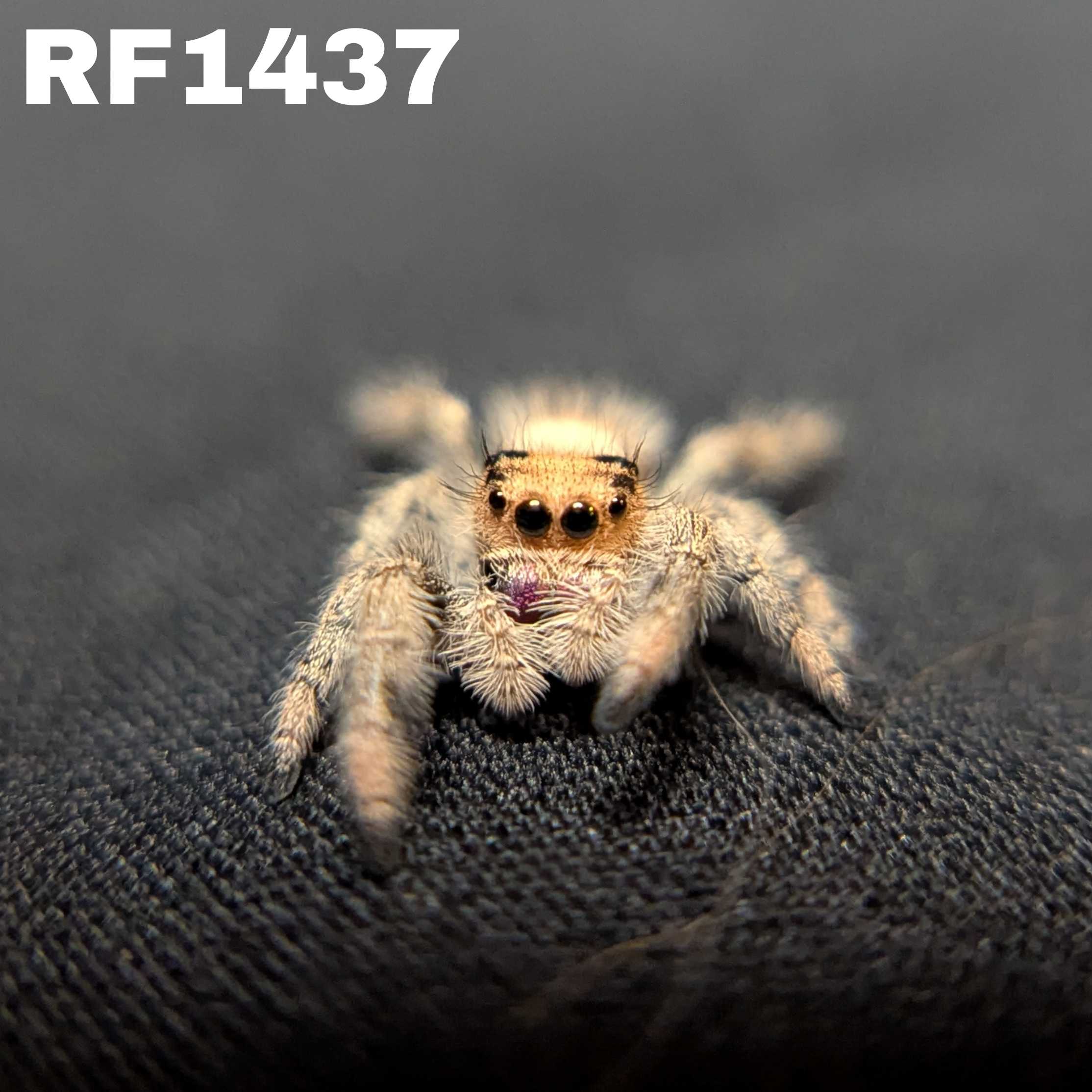 Regal Jumping Spider "Comet"